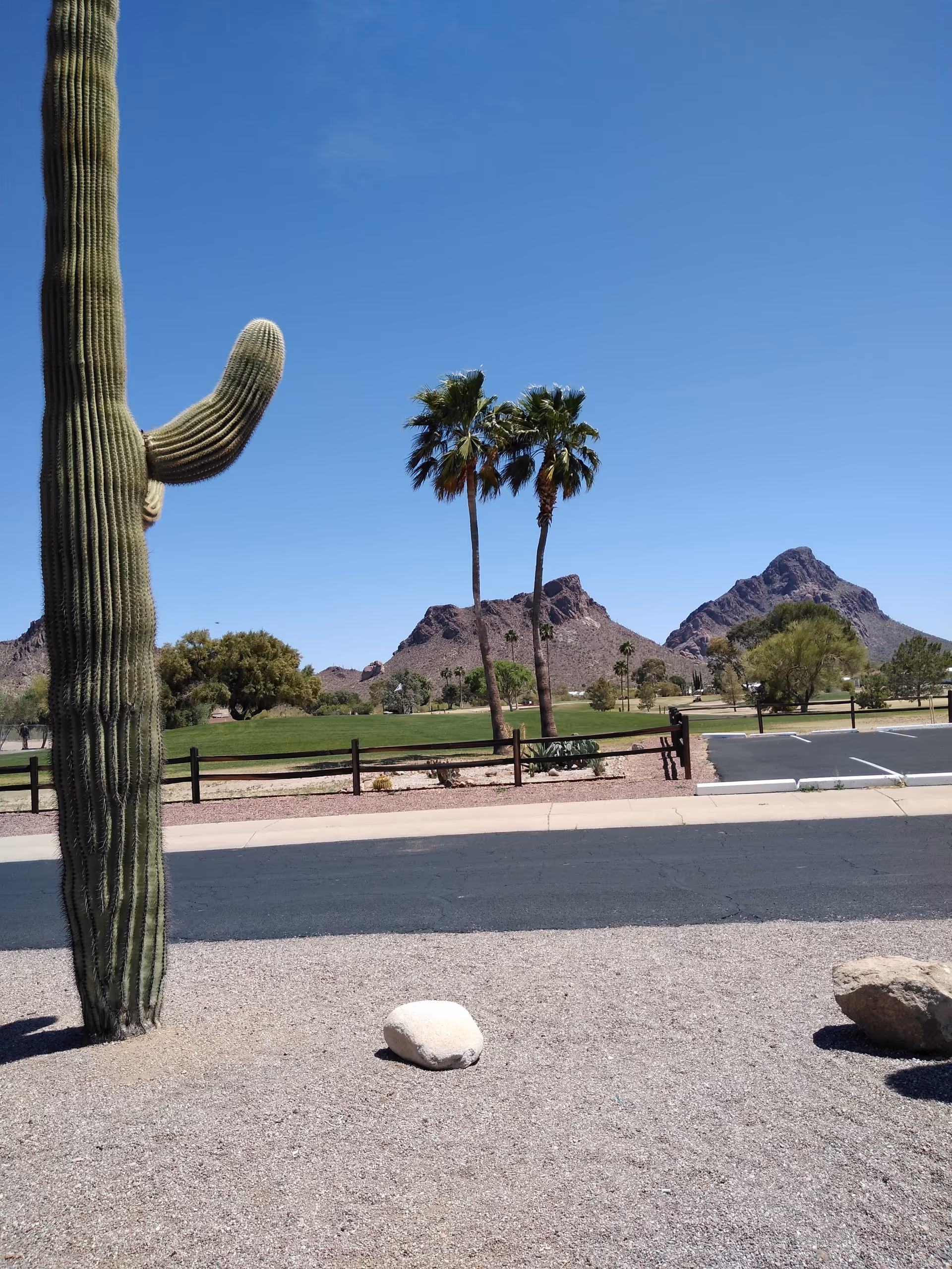 Desert landscape with a tall cactus, palm trees, mountains, and a gravel foreground.