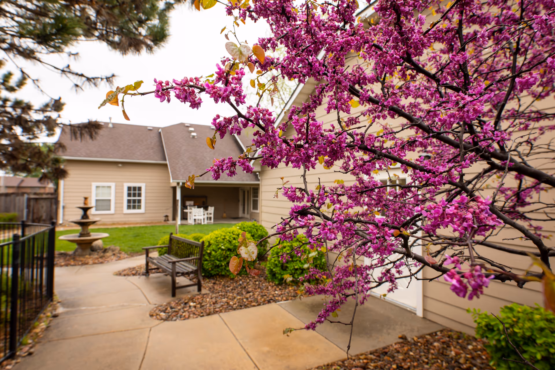Outdoor courtyard area of a senior living facility featuring a blooming tree with vibrant pink flowers in the foreground, a wooden bench, a stone pathway, green bushes, and a beige building with a covered patio and white chairs in the background.