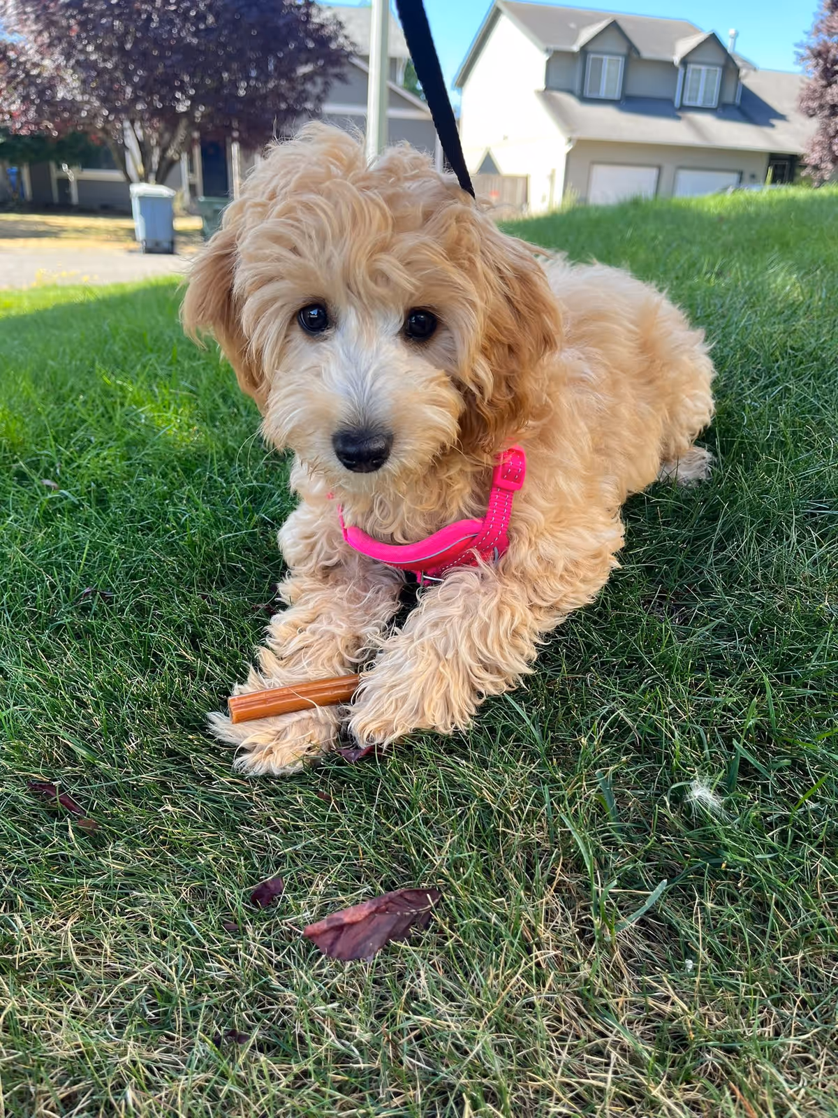 Small fluffy apricot puppy wearing a pink harness lying on grass holding a chew stick.