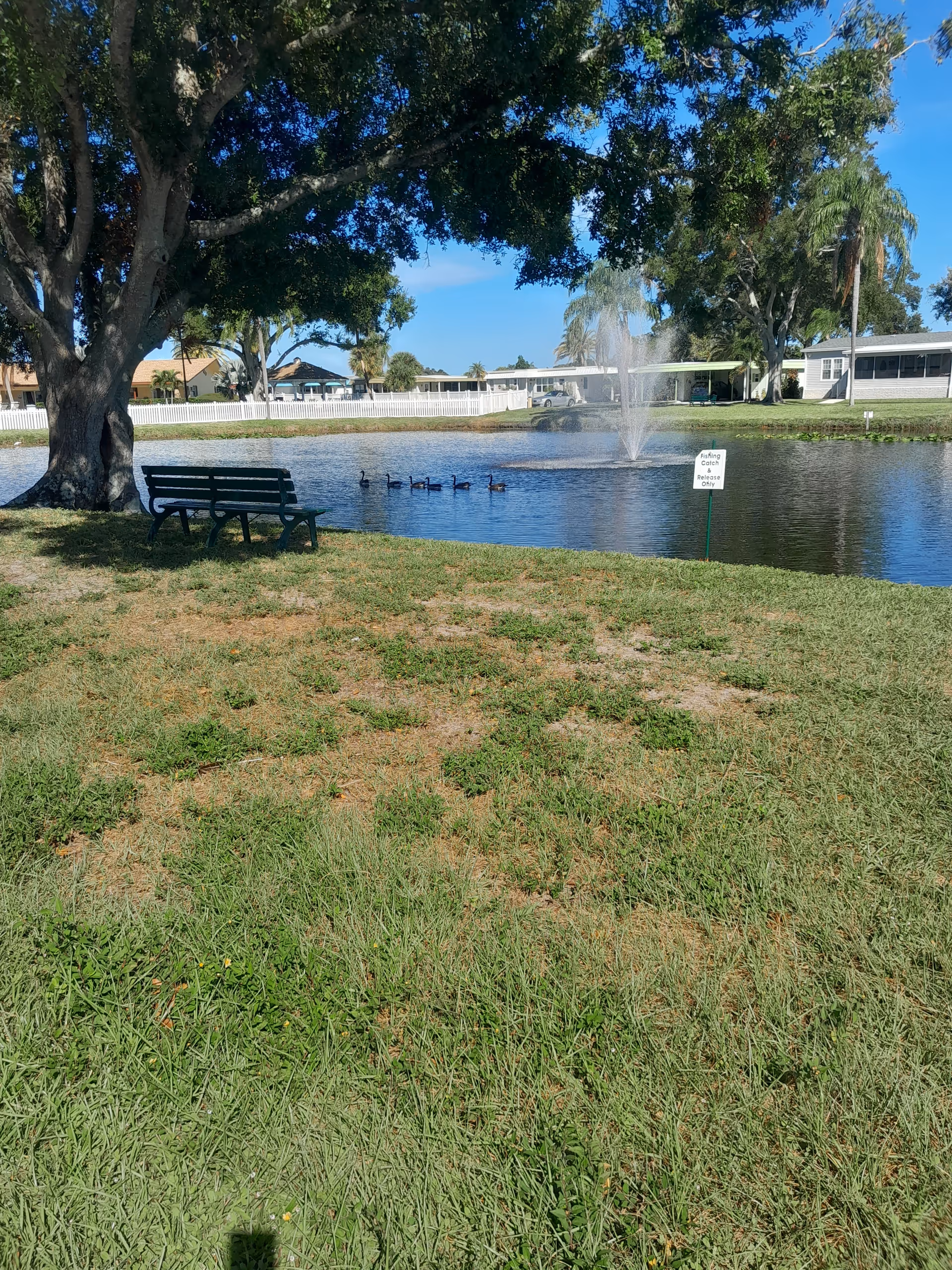 A pond with a fountain, bench under a tree, and grassy foreground outside.