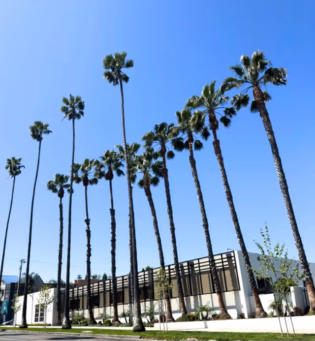 Tall palm trees line a modern white building exterior under a clear blue sky.