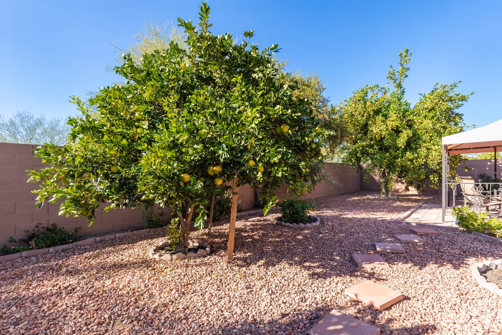 Sunny backyard with fruit trees, gravel ground, a stepping-stone path and a small covered patio area.