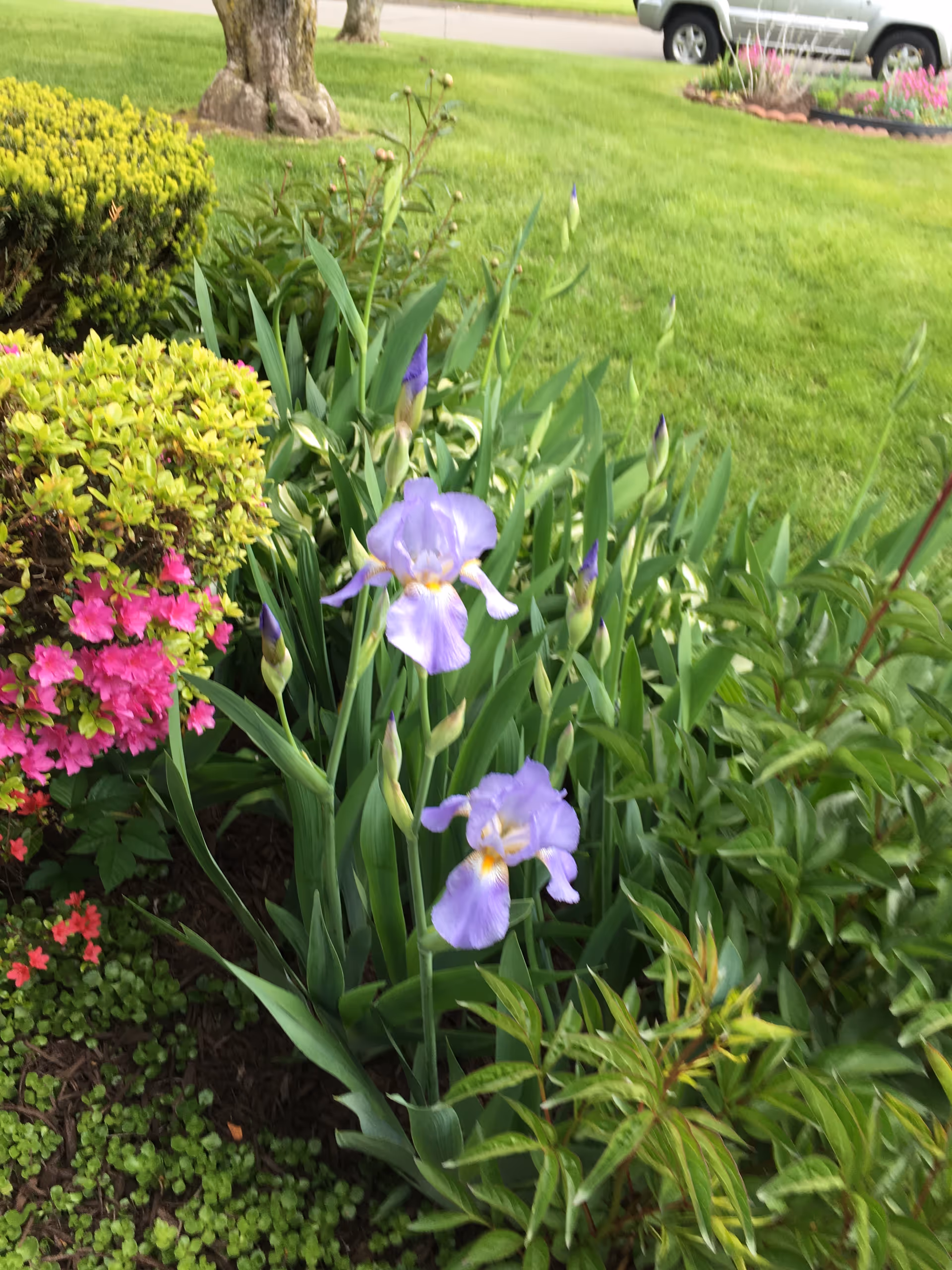 Garden bed with purple irises and pink flowering shrubs beside a green lawn.