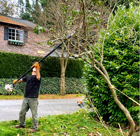 Outdoor scene of a worker pruning a tree with a pole saw near a brick building.