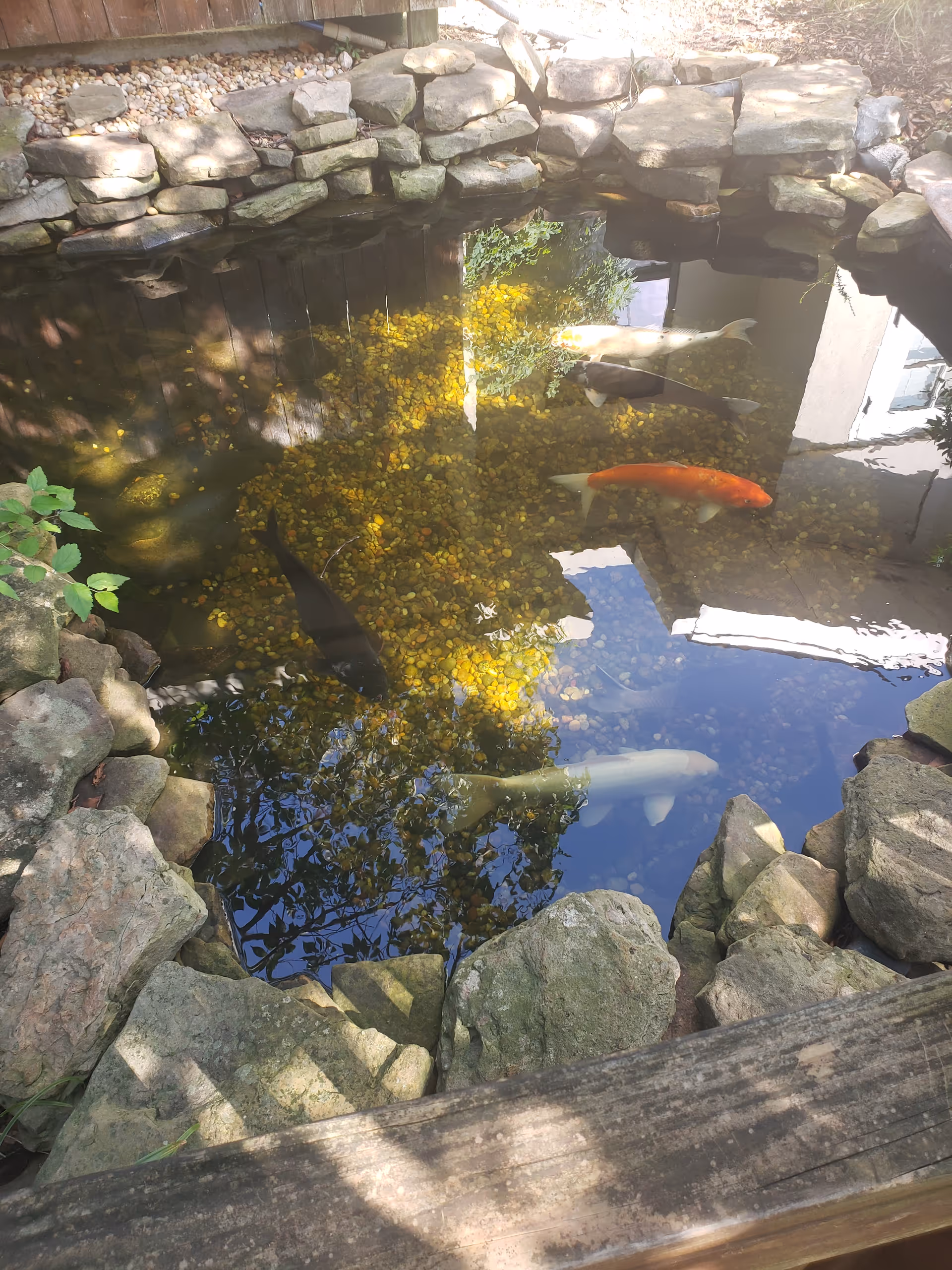 Pond with koi fish and rocks in a sunny garden area beside a building