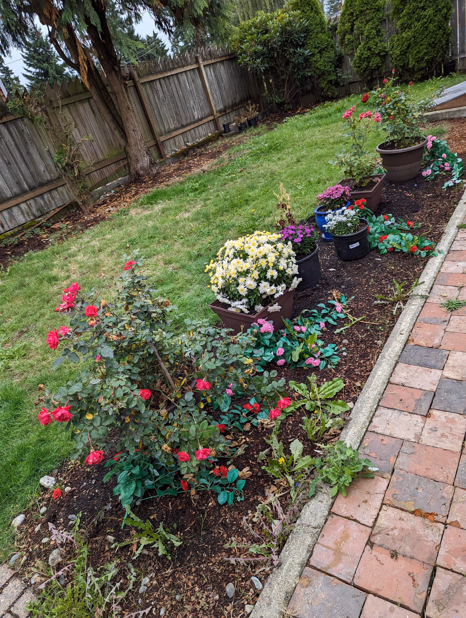 A backyard flower bed with red roses and various potted flowers alongside a brick walkway and wooden fence.