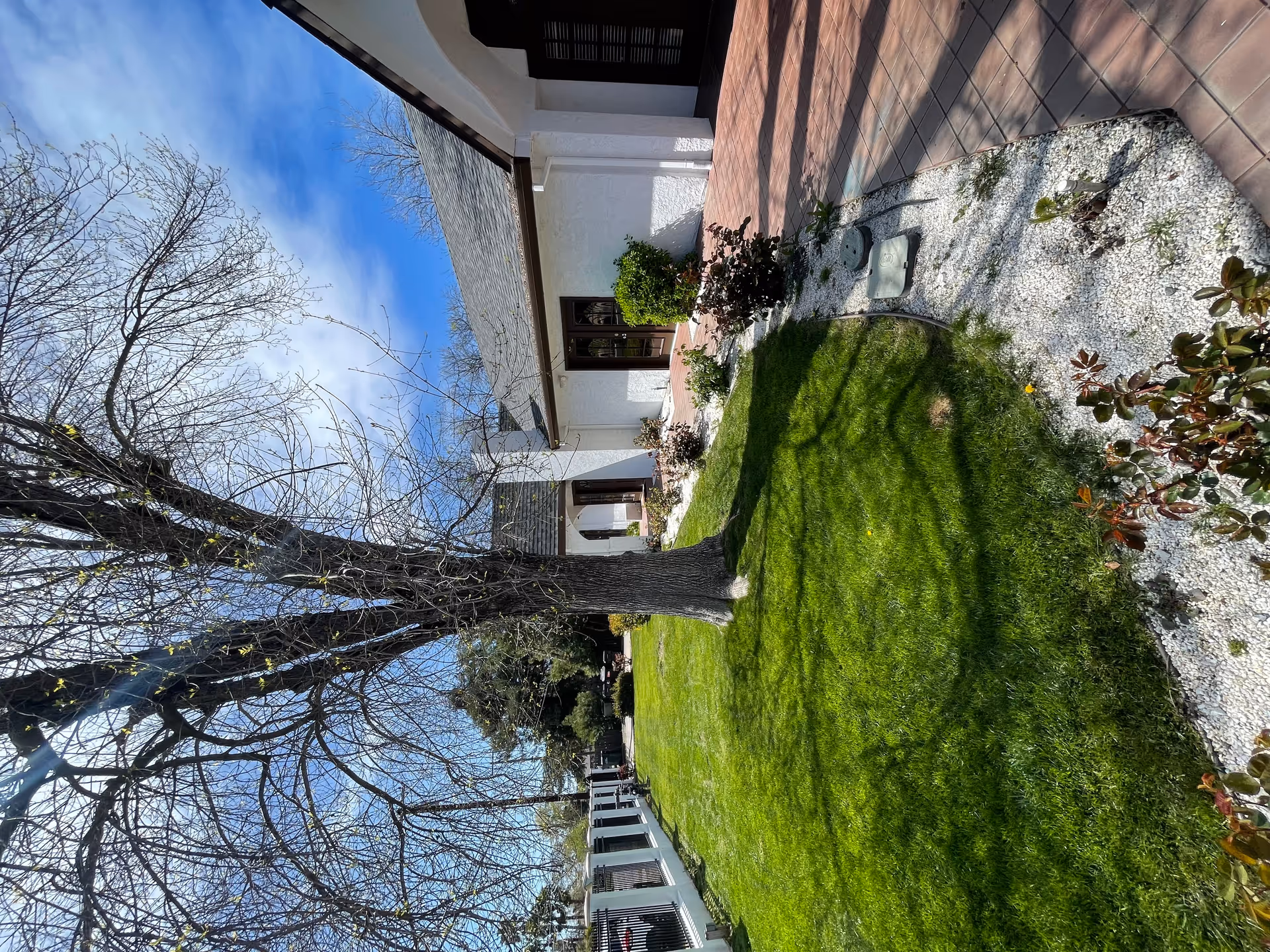 Courtyard with a large tree, green lawn, white gravel planting beds and the white exterior of a building under a blue sky.