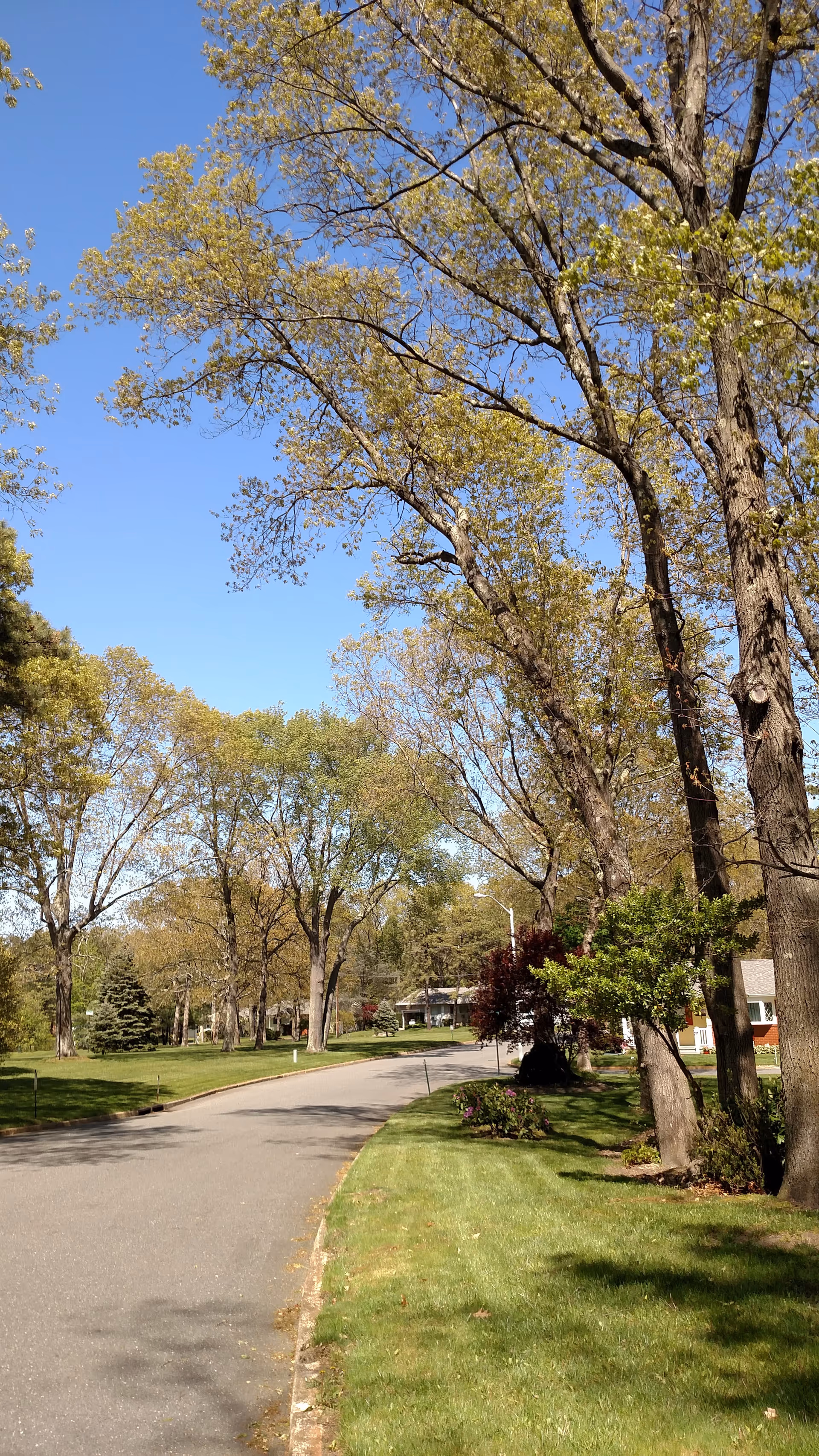 Tree-lined street with green lawns and distant Cedar Glen Lakes buildings under a blue sky.