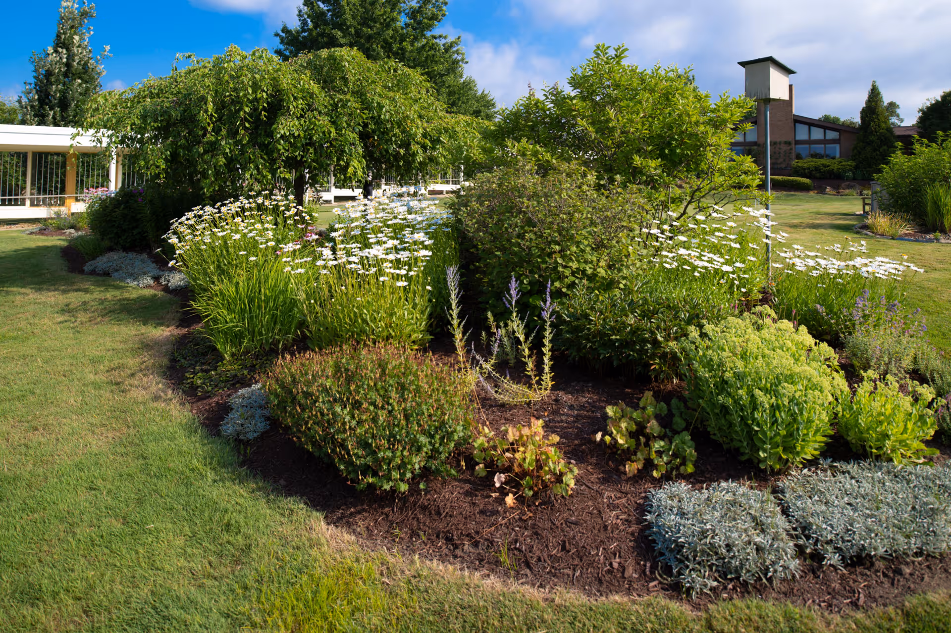 Well-kept garden bed with shrubs and white flowers in front of a modern facility building.