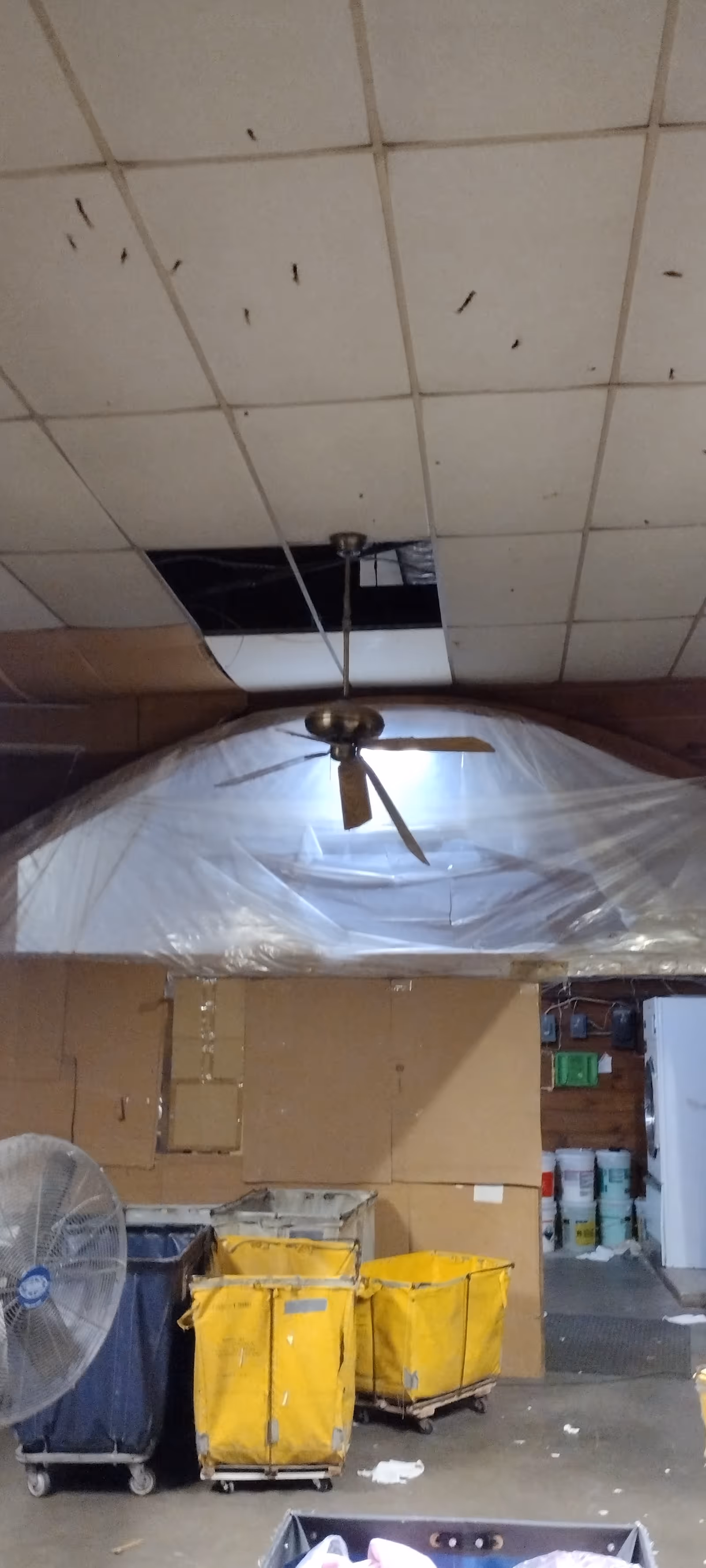 Ceiling tiles damaged with a hole, ceiling fan, plastic sheeting, cardboard boxes, and yellow bins indoors.