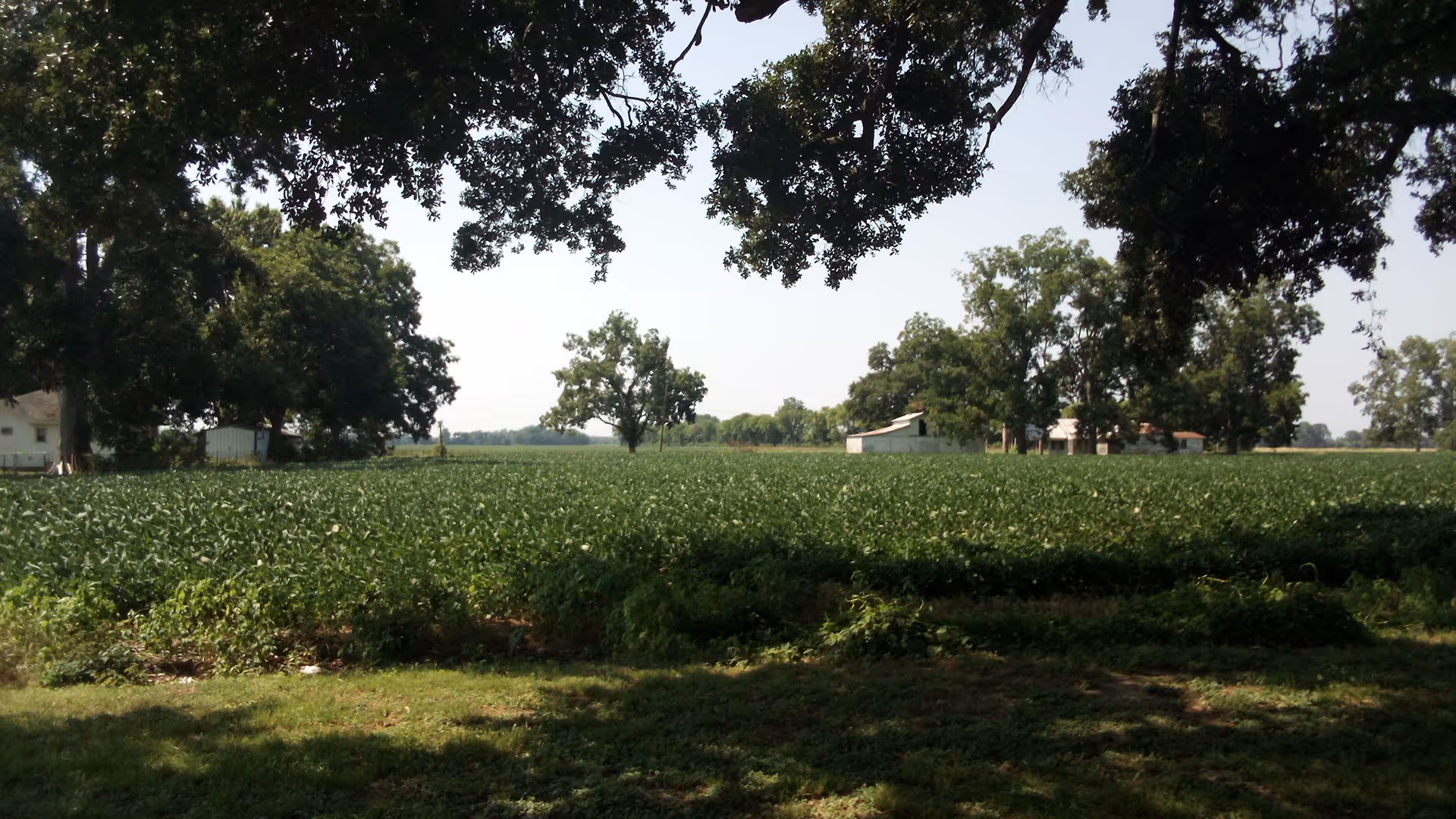 Wide rural field with crops, trees, and distant farm buildings under a clear sky.