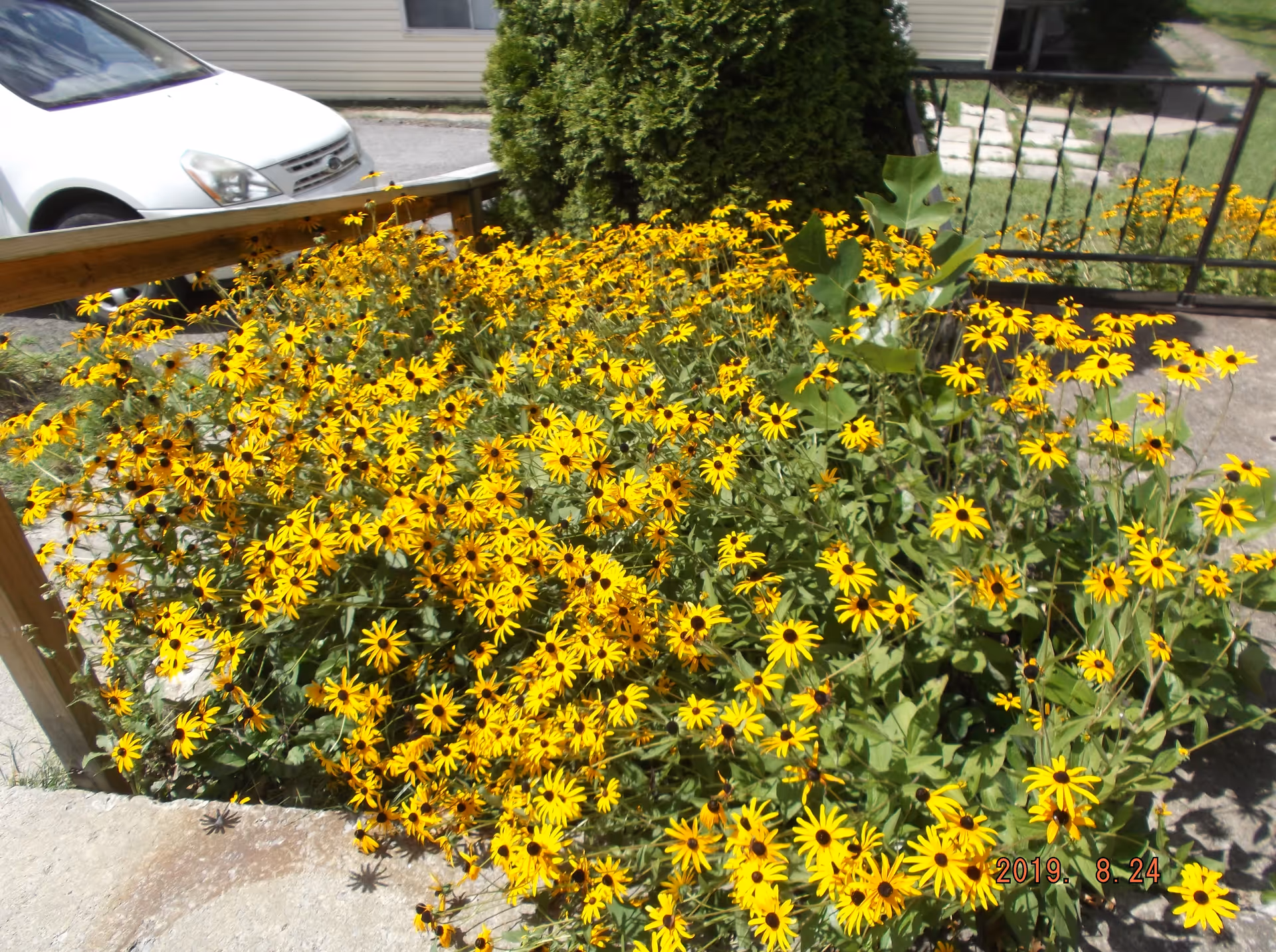 Clusters of yellow flowers line a walkway in front of a building.