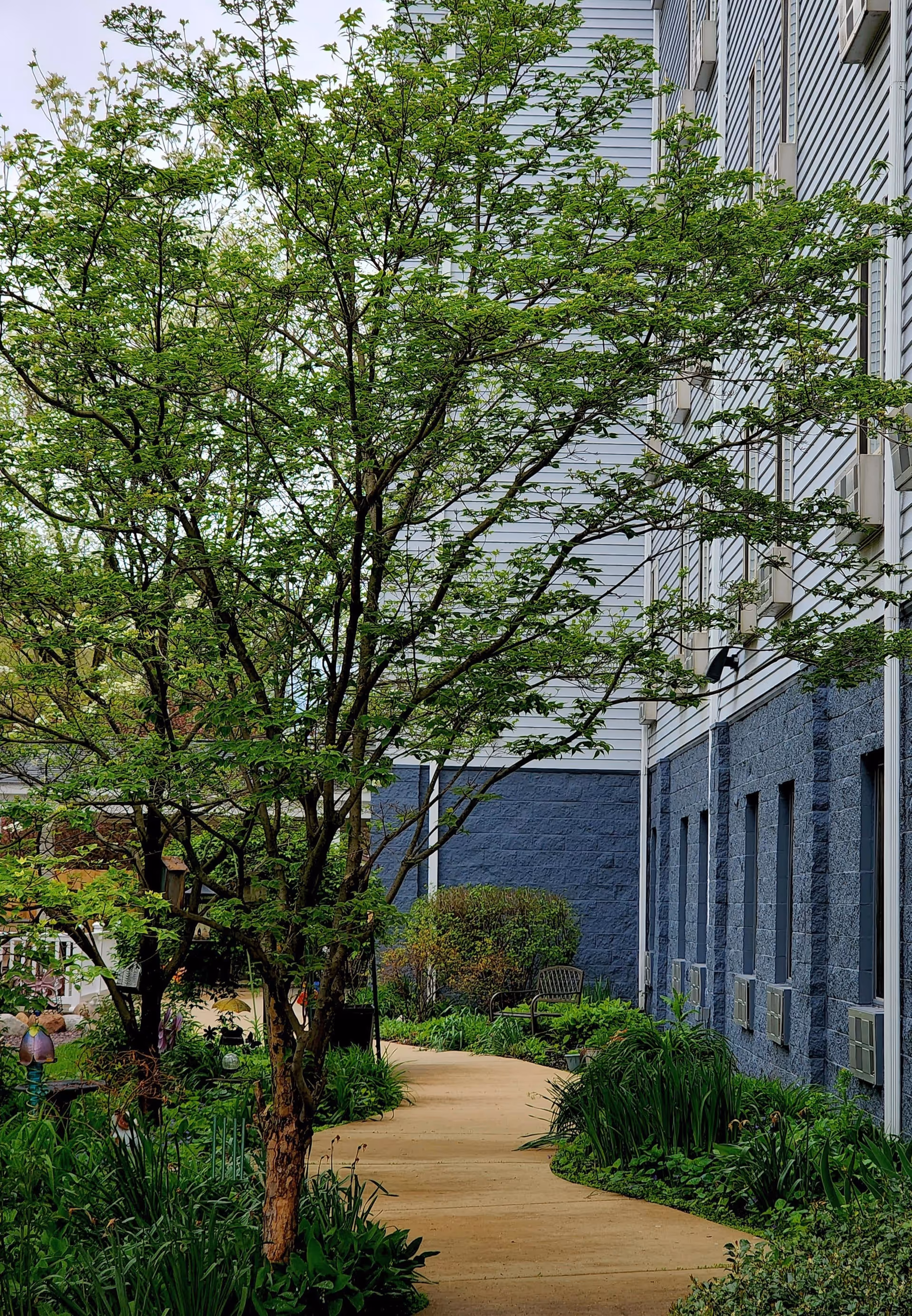 A winding concrete pathway surrounded by lush green plants and trees beside a building with blue and white siding. There is a bench along the path and several air conditioning units mounted on the building wall.