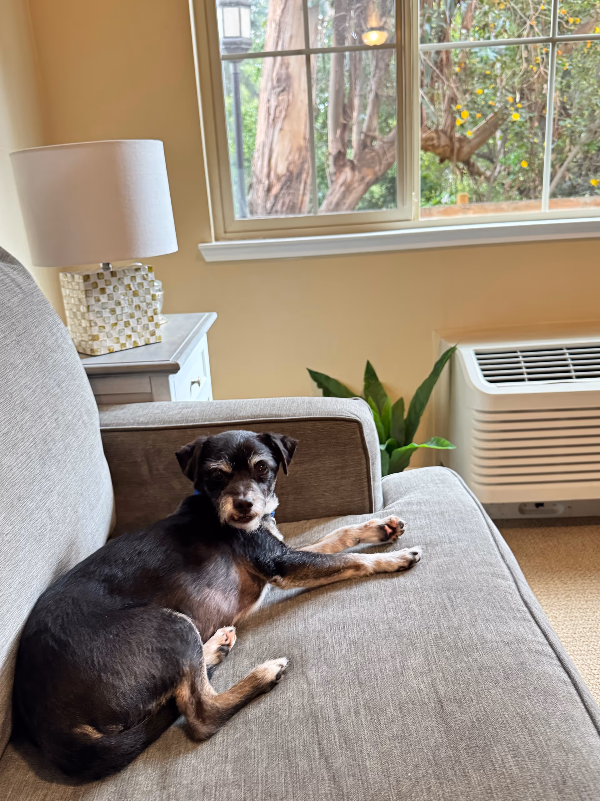 Small dog lounging on a gray sofa by a window in a living room.