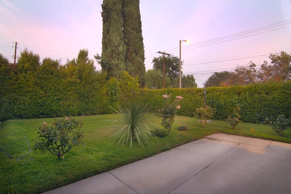 A neatly manicured backyard lawn and garden with small rose bushes, tall hedges and trees, and a concrete patio under a pinkish evening sky.