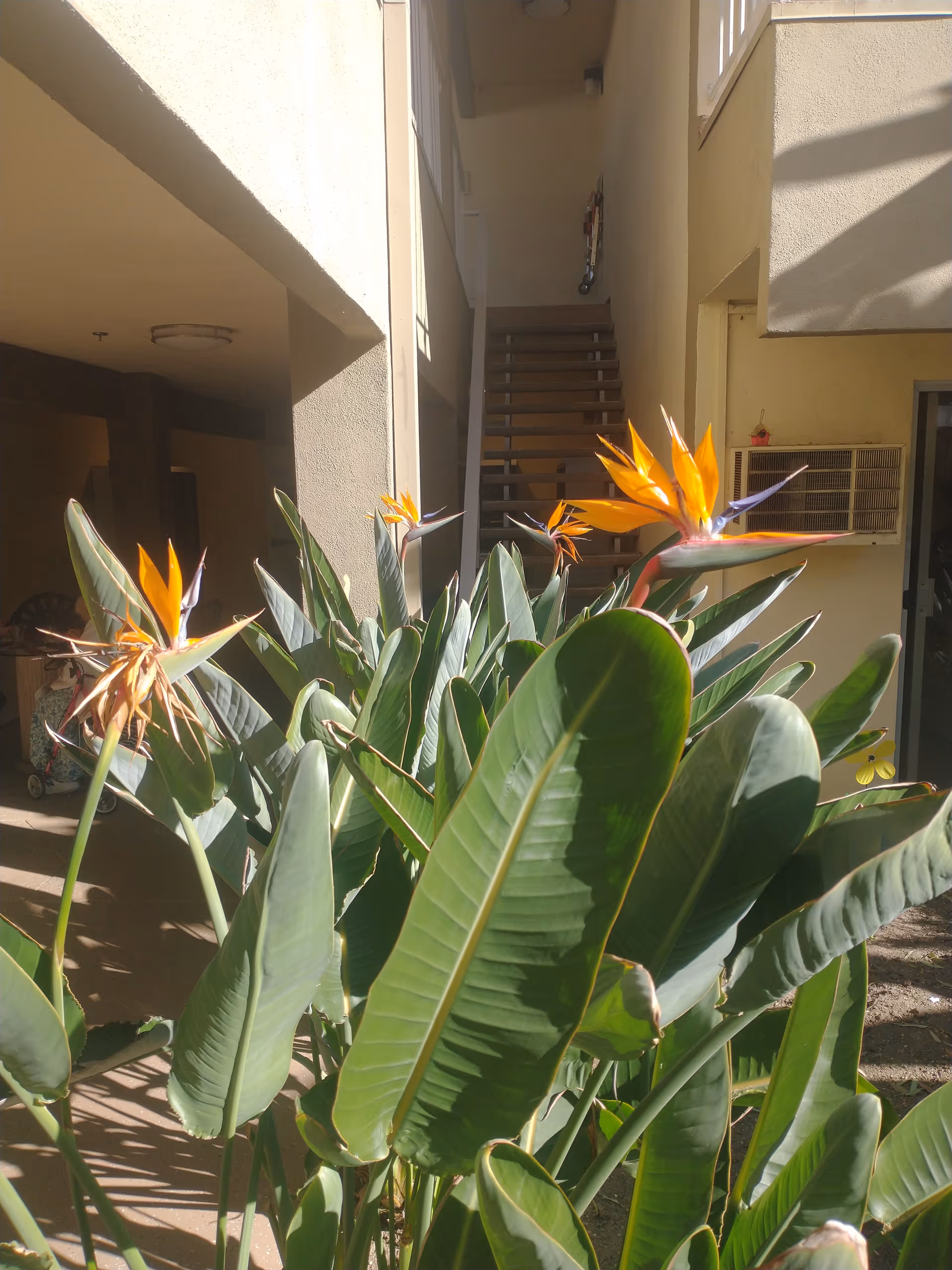 Bird of paradise plants bloom beside a stairway in a sunny outdoor courtyard.