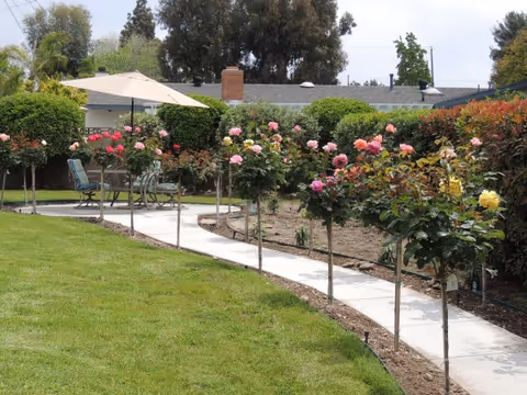 Curving paved walkway lined with rose bushes leading to a patio seating area with chairs and an umbrella in a grassy courtyard.