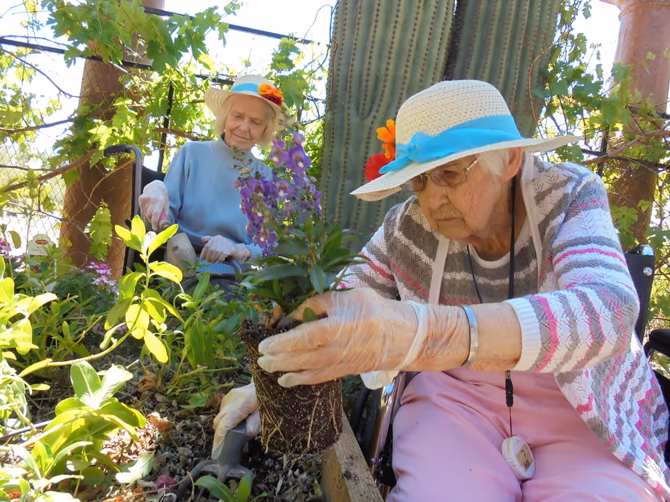 Two elderly women wearing sun hats and gloves are gardening outdoors. One woman in the foreground is holding a potted purple flower, preparing to plant it in the soil, while the other woman in the background is tending to plants. They are surrounded by green foliage and a large cactus is visible behind them.