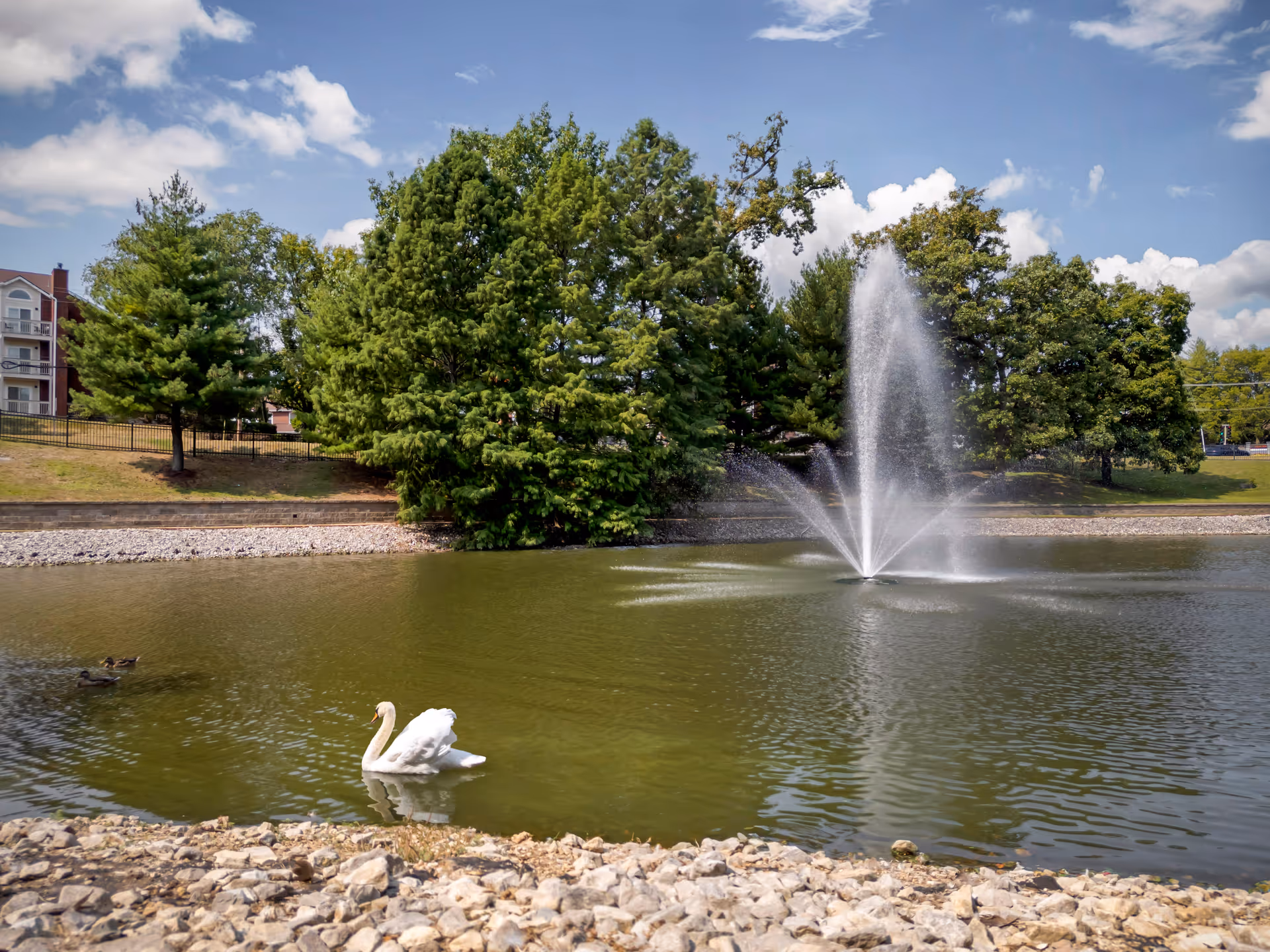 Pond with a fountain on a landscaped Senior Living campus, with trees and a swan nearby.