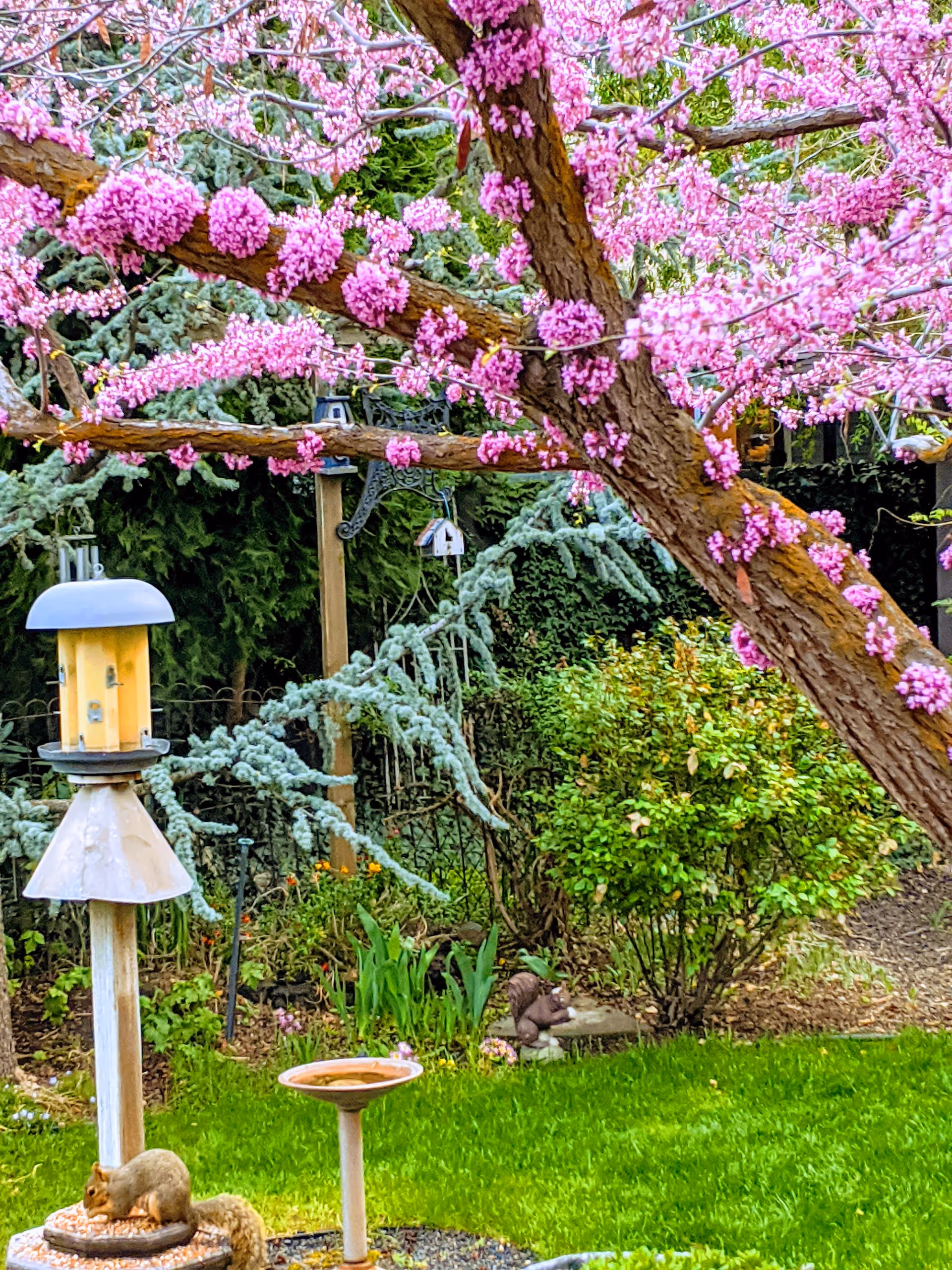 Colorful pink blossoms on a tree over a garden with bird feeders, bird bath, greenery.