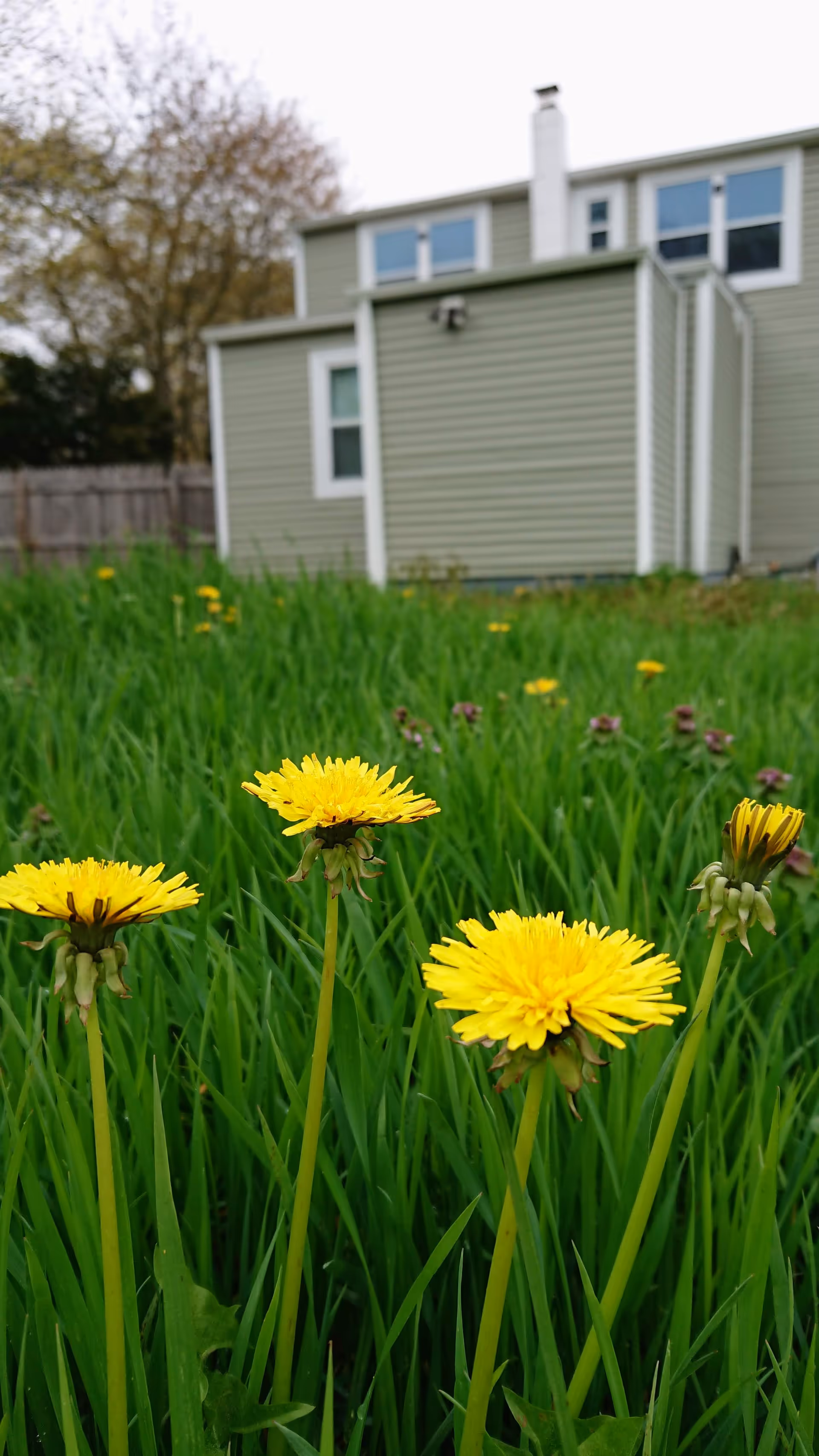 Green lawn with yellow flowers in foreground and a light green residential building in background.