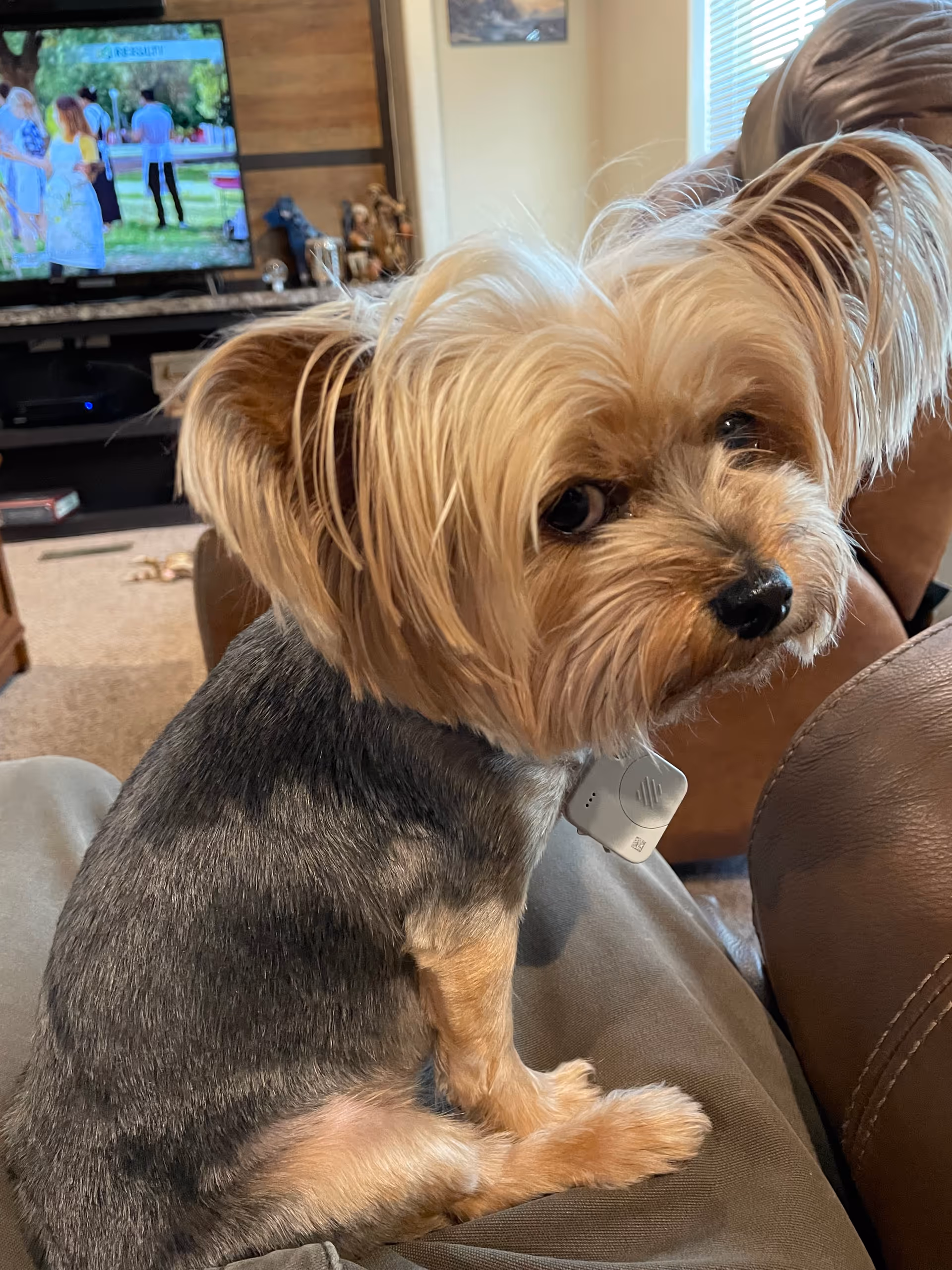 Small dog sits on a lap in a cozy living room.