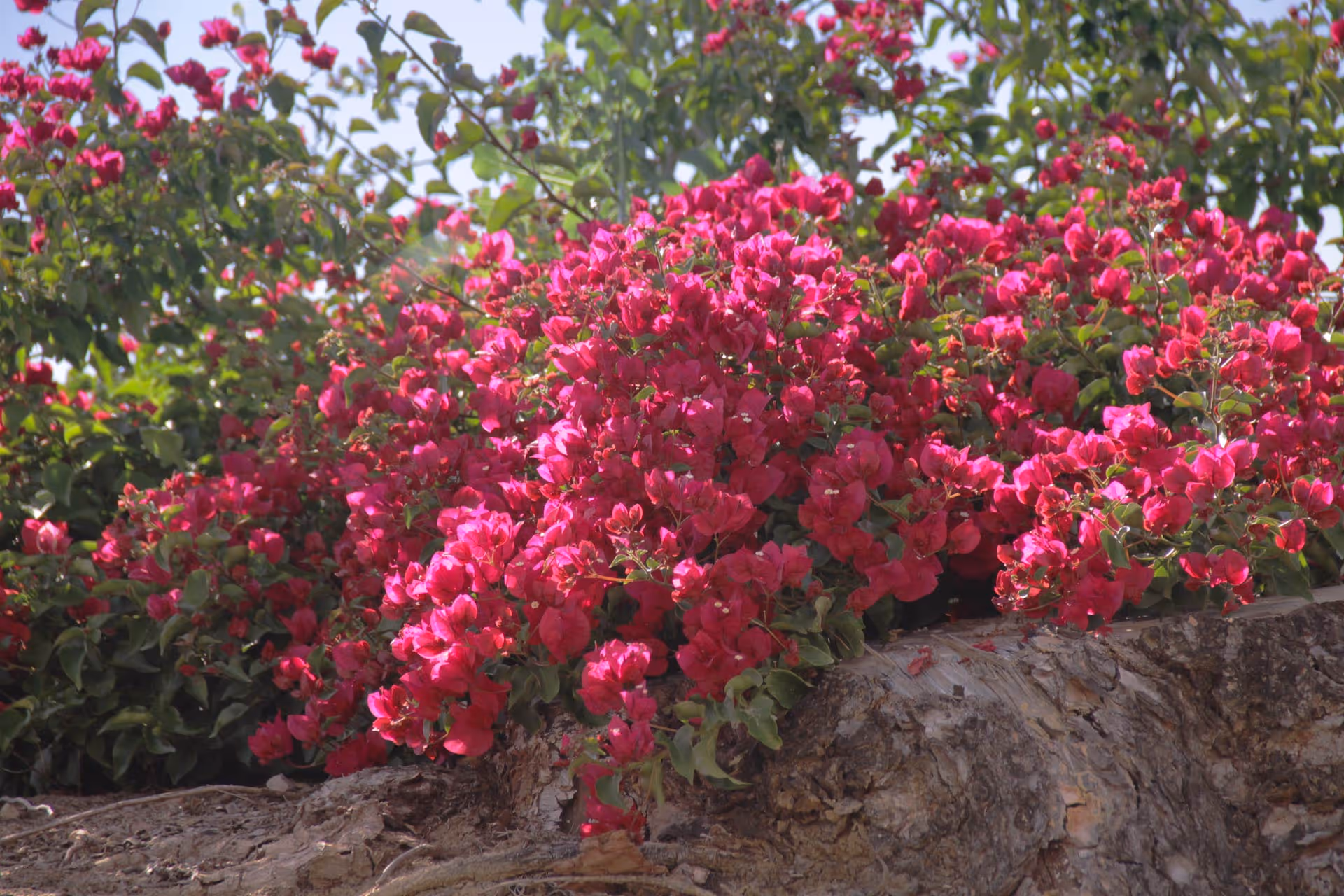 Bright pink bougainvillea flowers cascading over a rough tree trunk or rock in a sunlit outdoor setting.