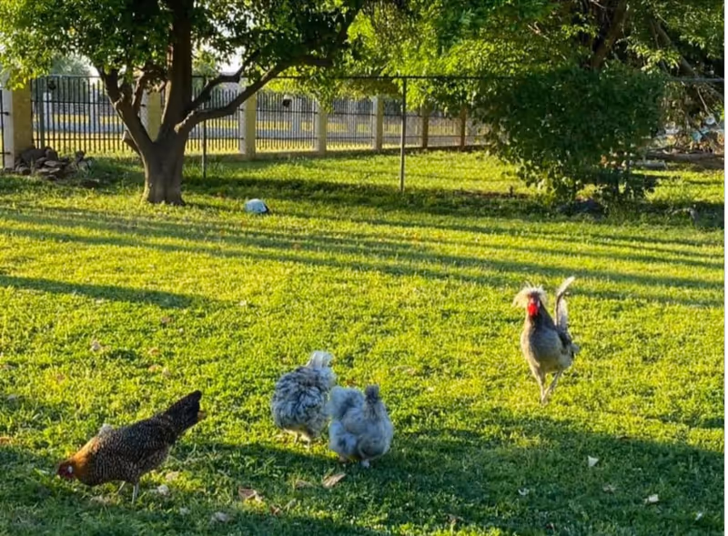 Sunny grassy outdoor yard at a senior living facility with roaming chickens.