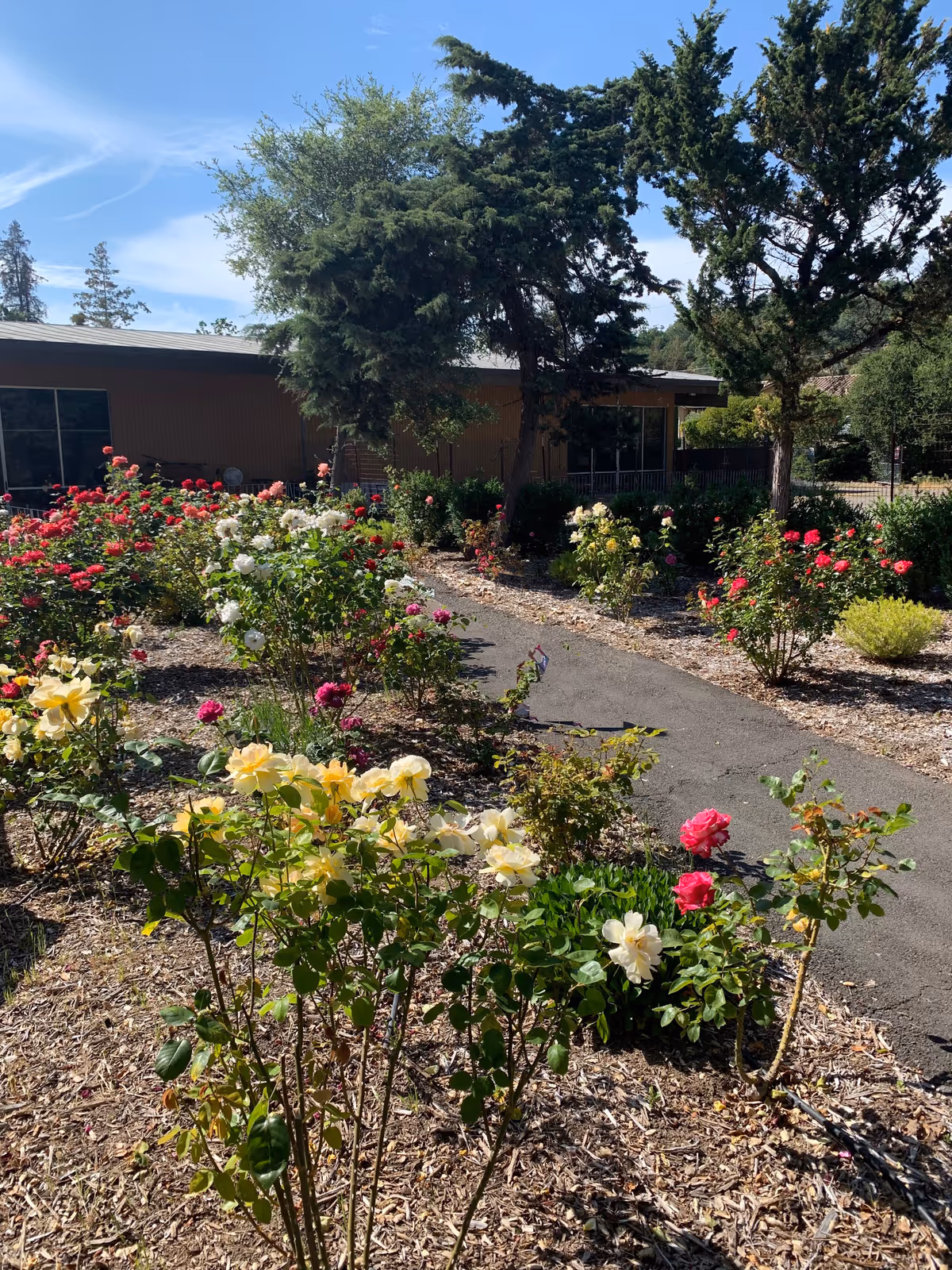 A garden area with a variety of blooming roses in different colors including yellow, white, red, and pink. There is a paved pathway winding through the garden. In the background, there are several trees and a single-story building under a clear blue sky.
