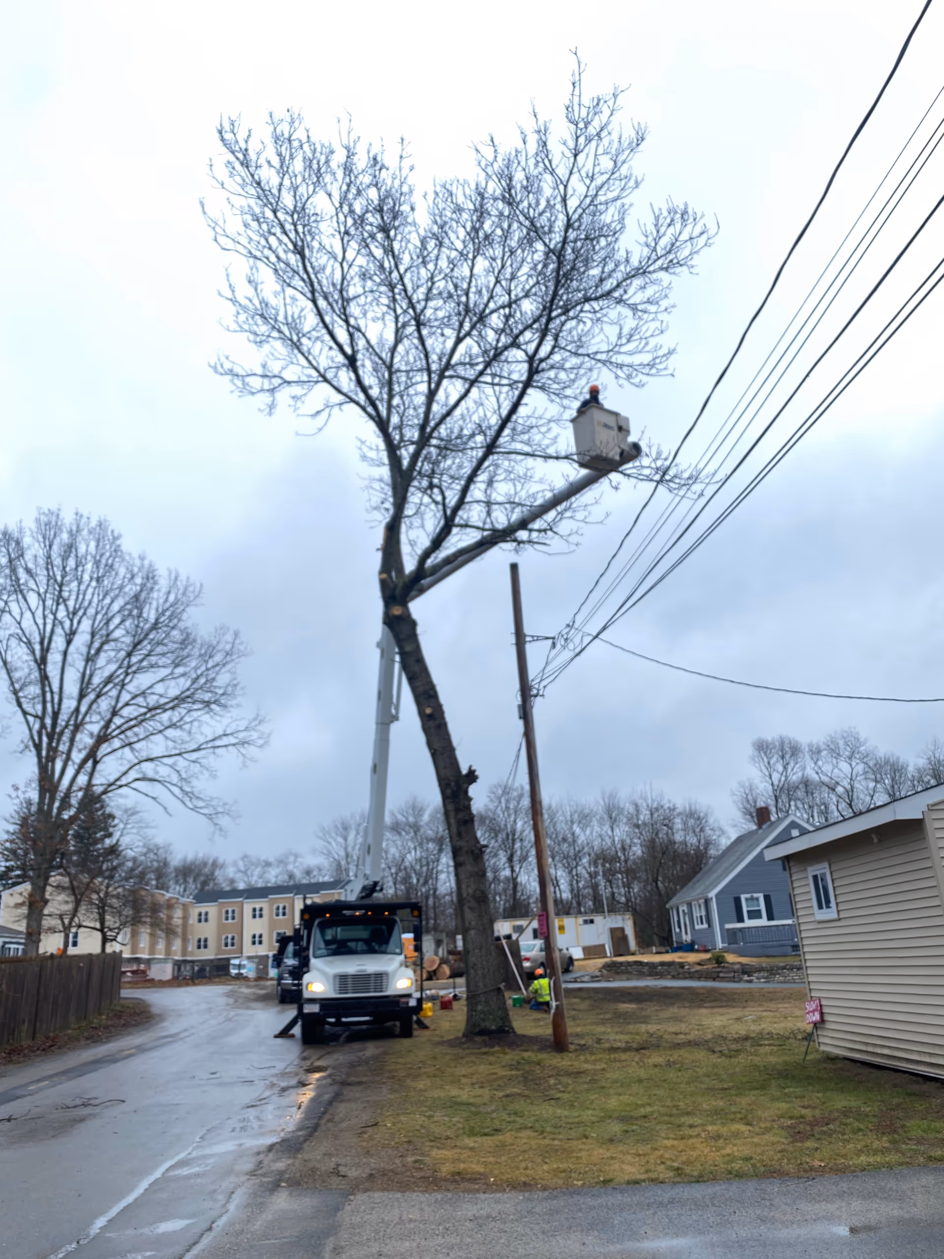 Maintenance crew in a bucket truck trims a tall tree by power lines.
