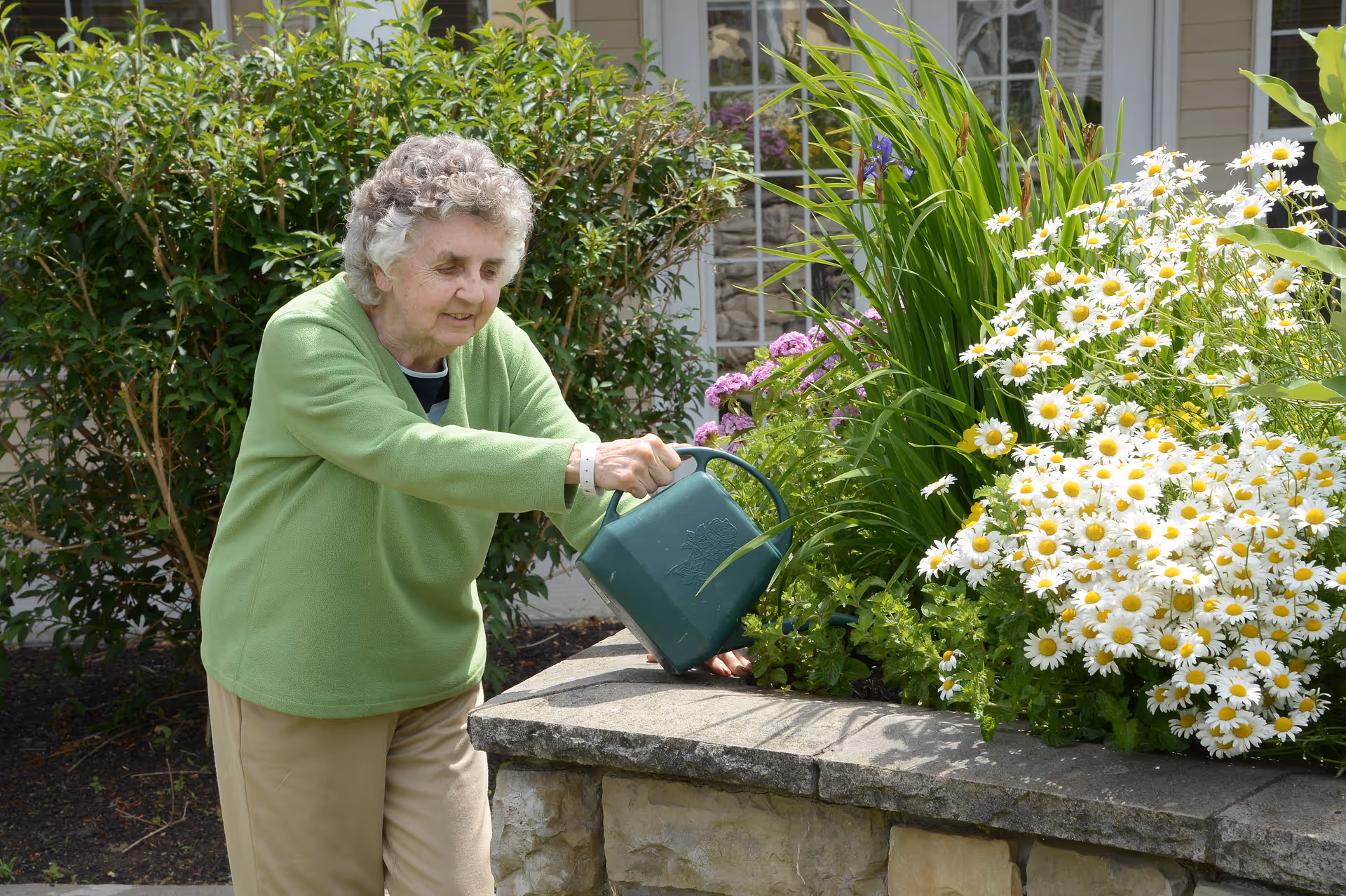 An elderly woman wearing a light green sweater and beige pants is watering plants in a garden bed filled with white daisies and other greenery. She is smiling and appears to be enjoying the outdoor activity. Behind her, there is a building with windows and bushes.