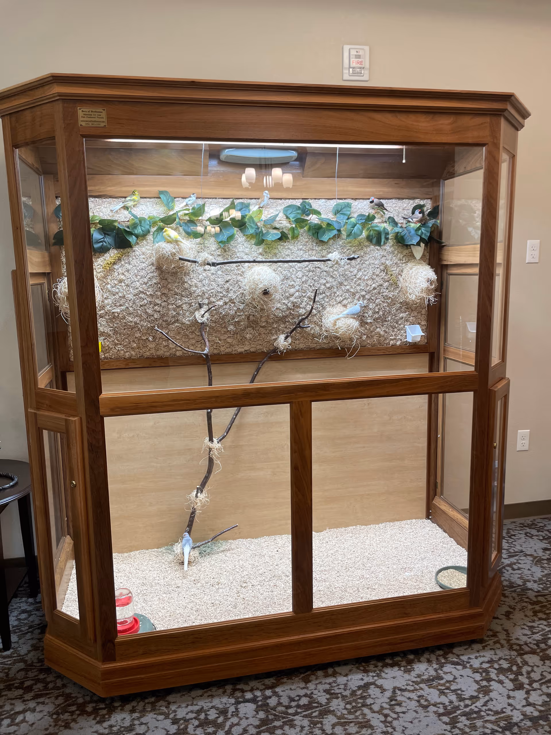 Wooden framed glass terrarium enclosure with sand, branches, and green vines inside.