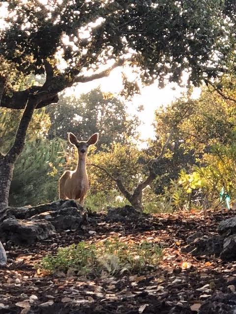 A deer standing on rocky ground surrounded by trees and foliage with sunlight filtering through the leaves.