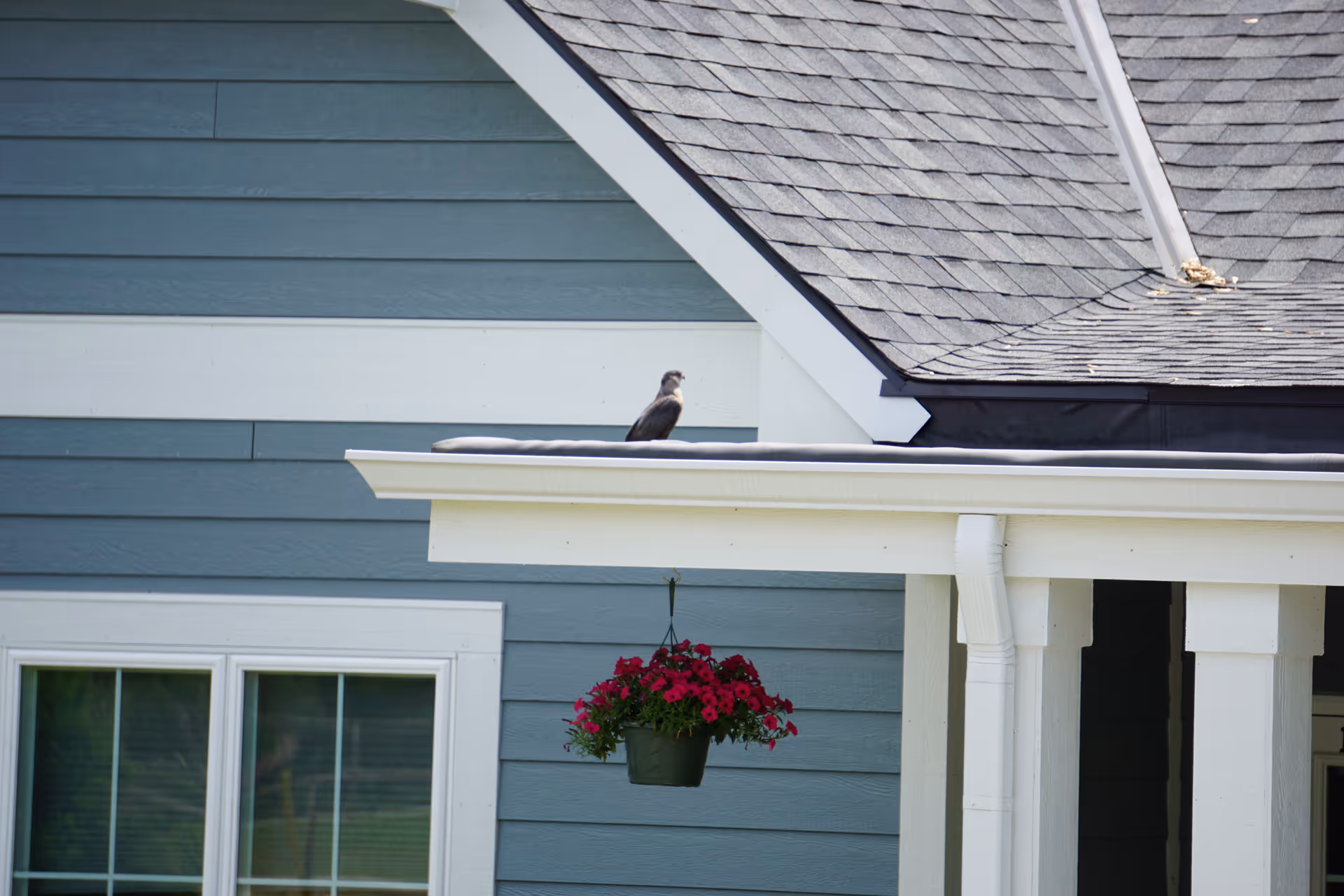 A bird perched on a white porch roof of a blue-sided house with a hanging basket of red flowers.