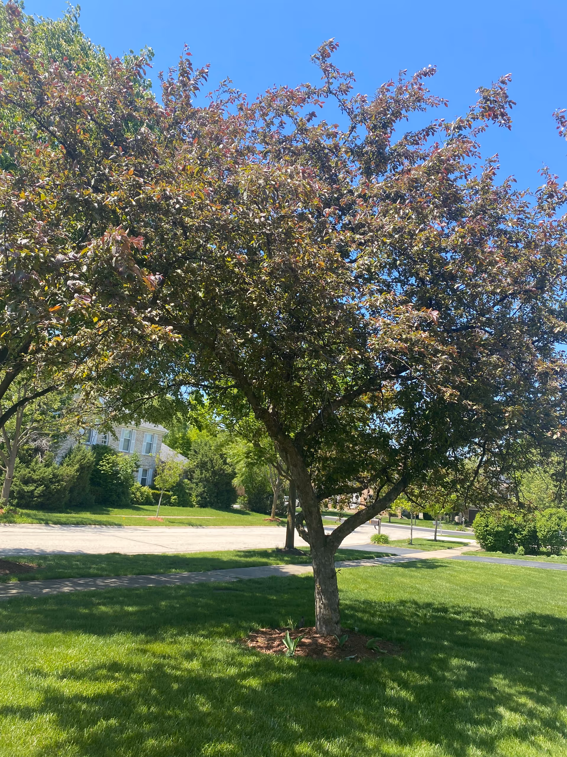Lush green lawn with a blooming tree, houses in the background, under a clear blue sky.