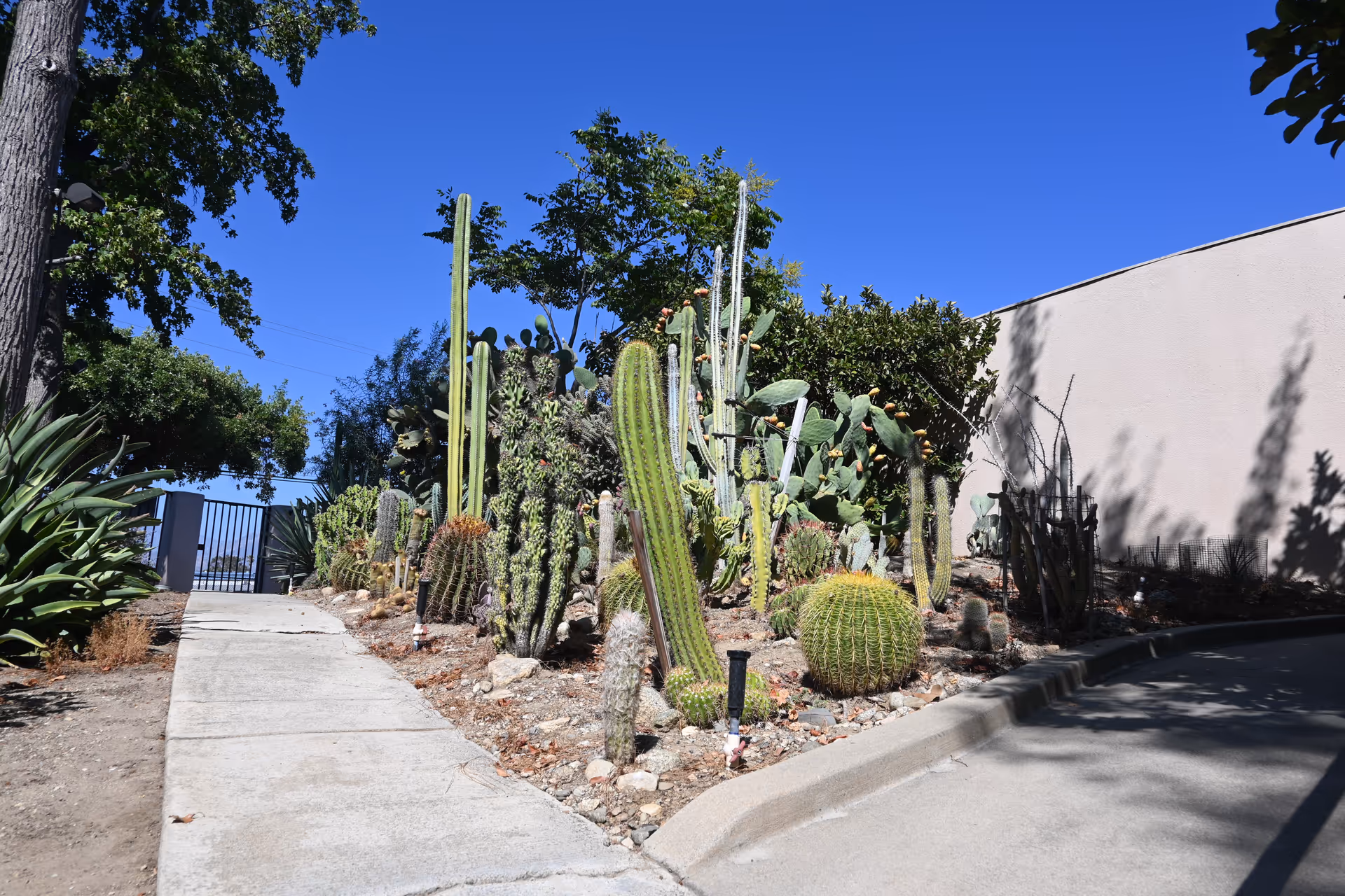 Desert garden with various cacti beside a concrete walkway and a beige wall