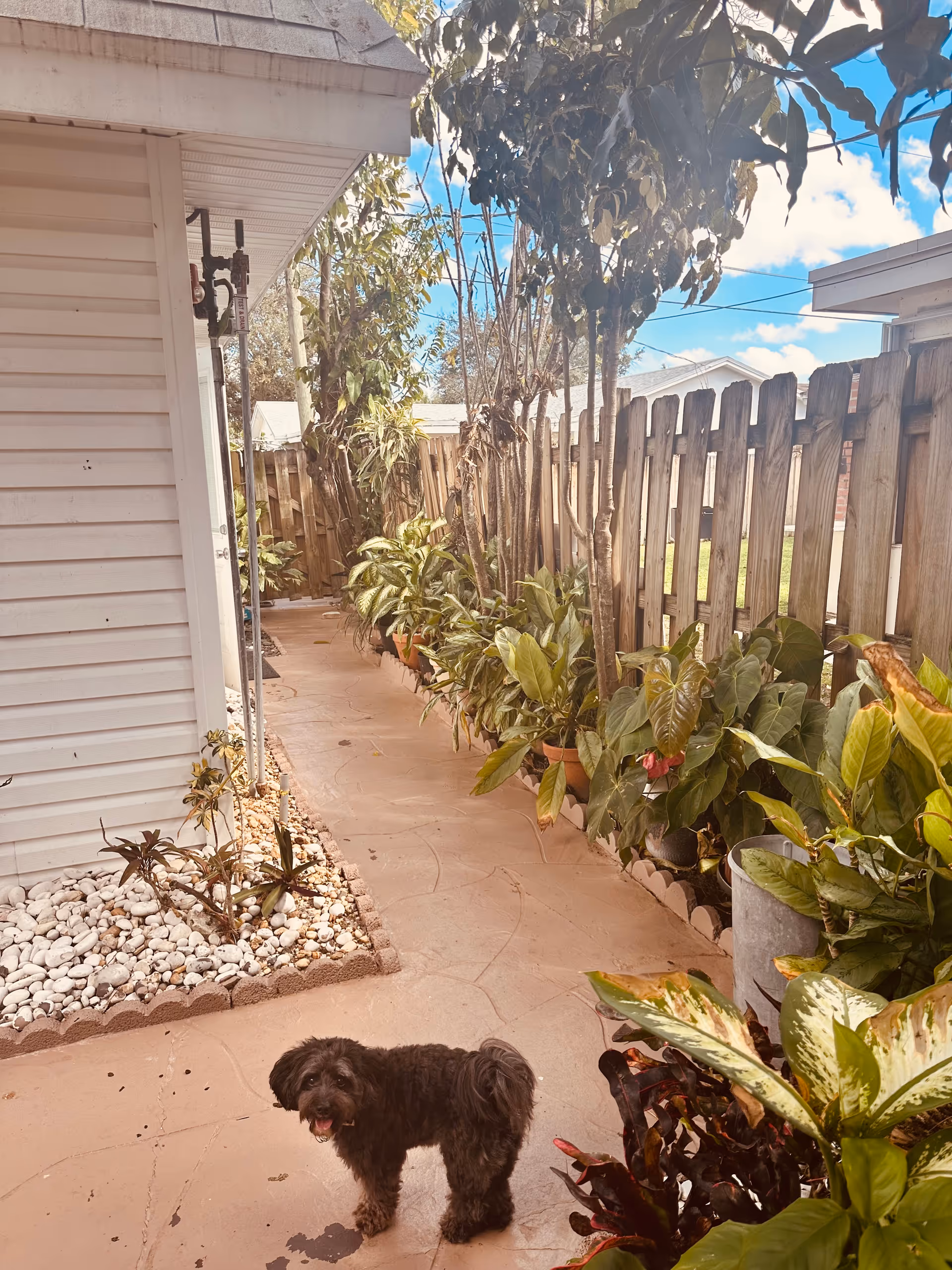 A small black dog standing on a paved walkway next to a white building with a garden bed of white stones and plants. Along the right side of the walkway is a wooden fence with various green potted plants and trees. The sky is blue with some clouds visible above.