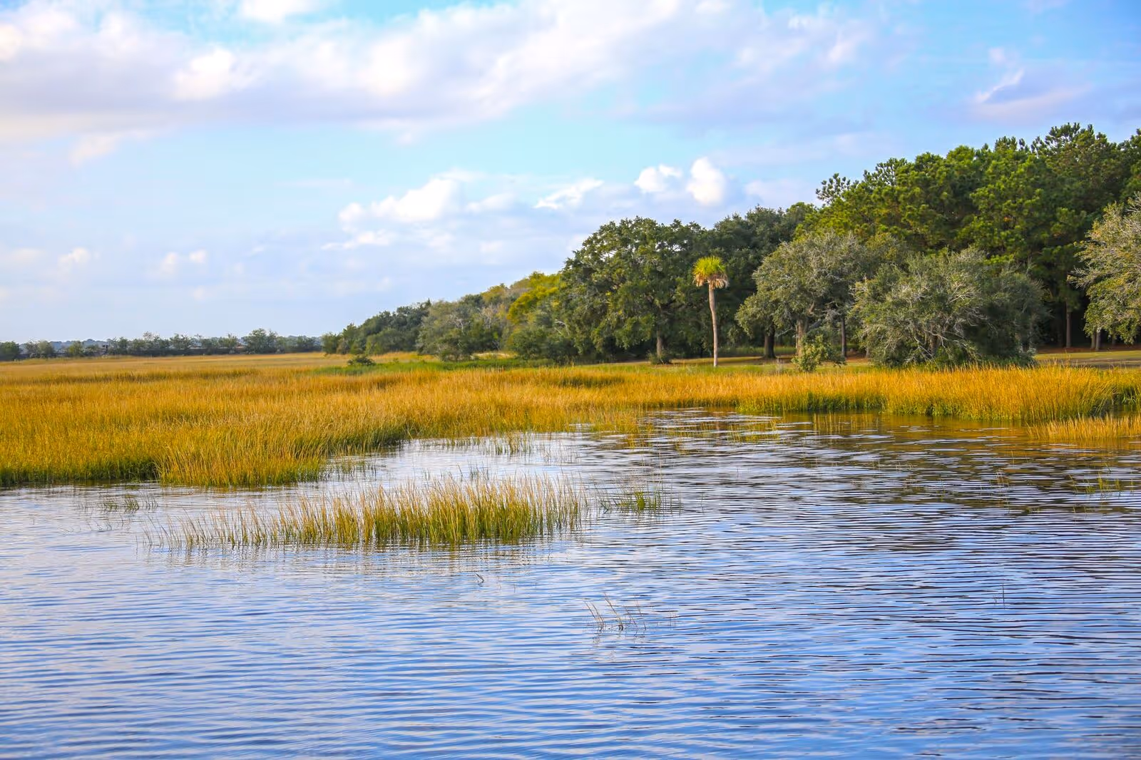 Calm marshland with golden grasses, water foreground, and trees under a blue sky.
