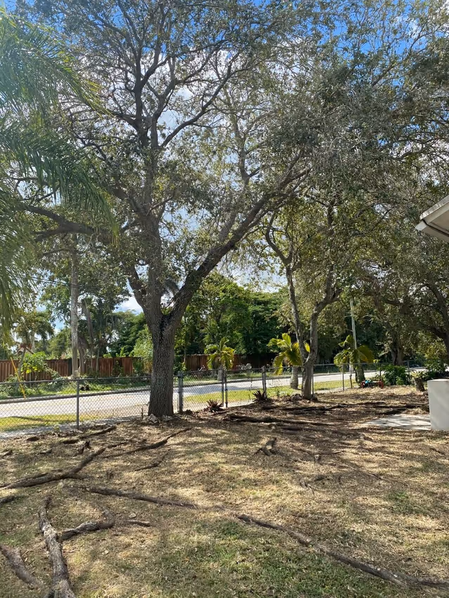 Outdoor yard with trees, a chain-link fence, and a road beyond.