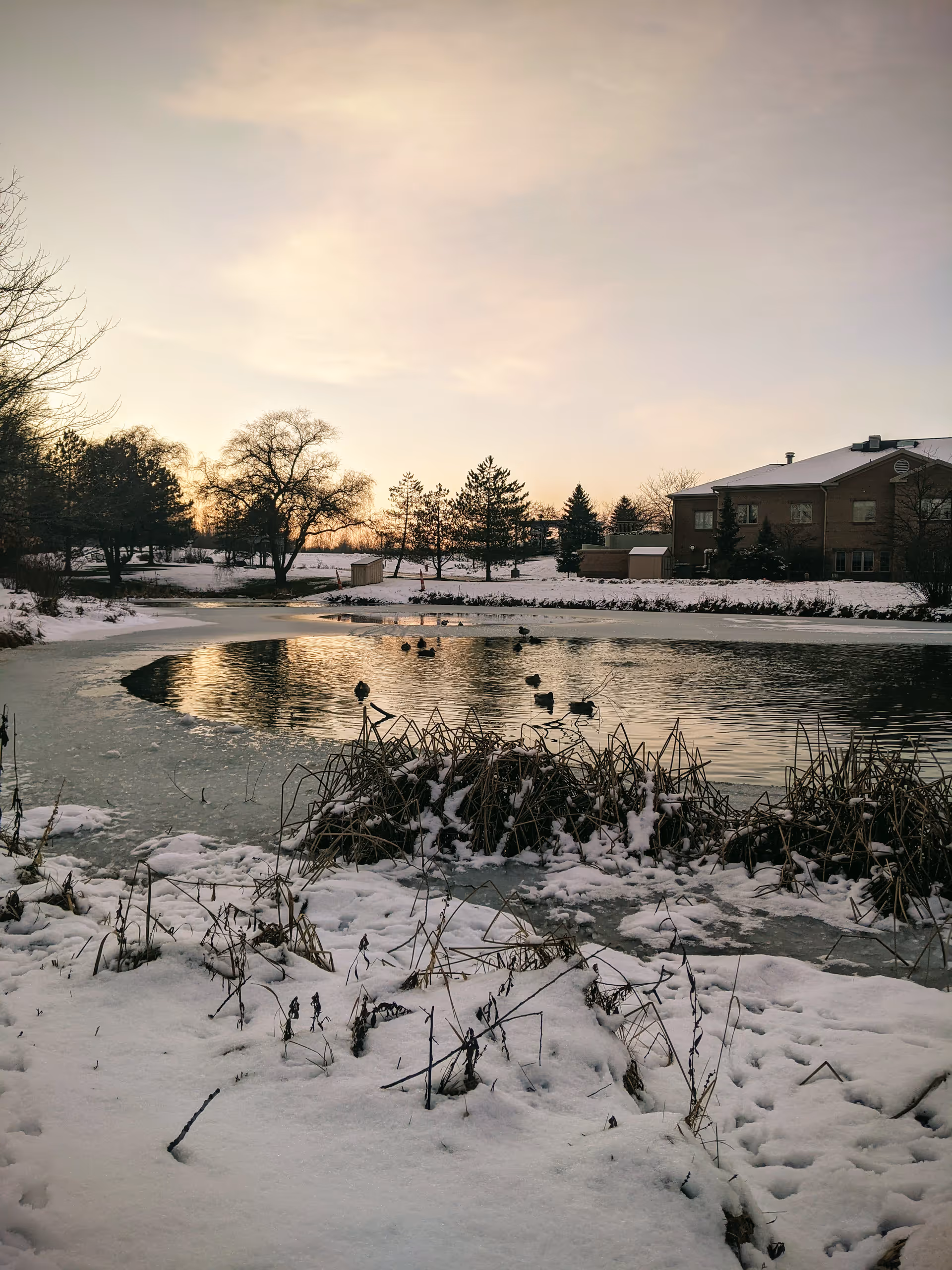Snowy landscape with a pond, trees, and a brick building in the distance.