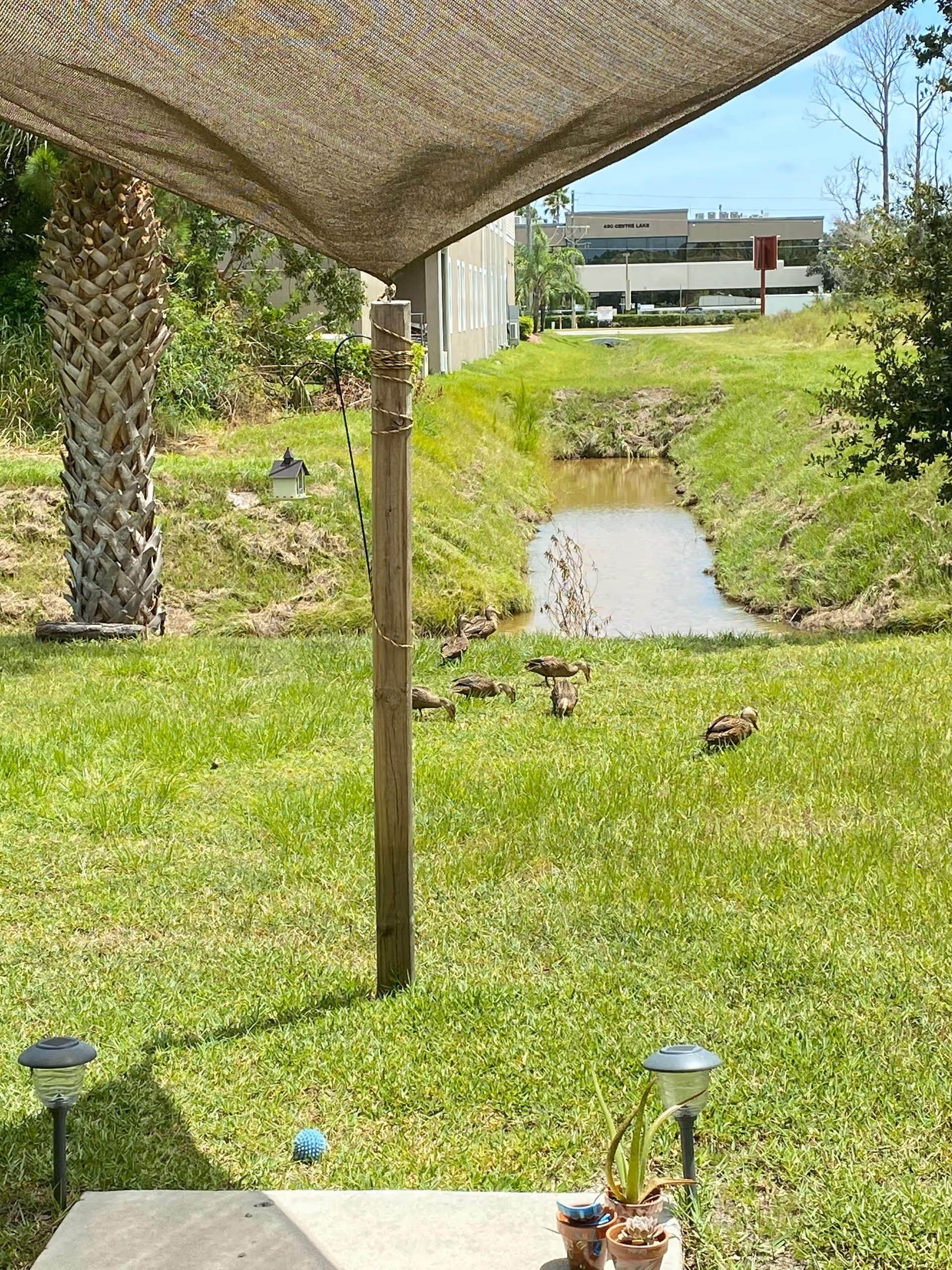 View of a grassy outdoor area with a small waterway running through it, several ducks on the grass near the water, a palm tree on the left, a wooden post supporting a shade cloth overhead, and some potted plants and solar garden lights in the foreground. A building and trees are visible in the background under a clear sky.