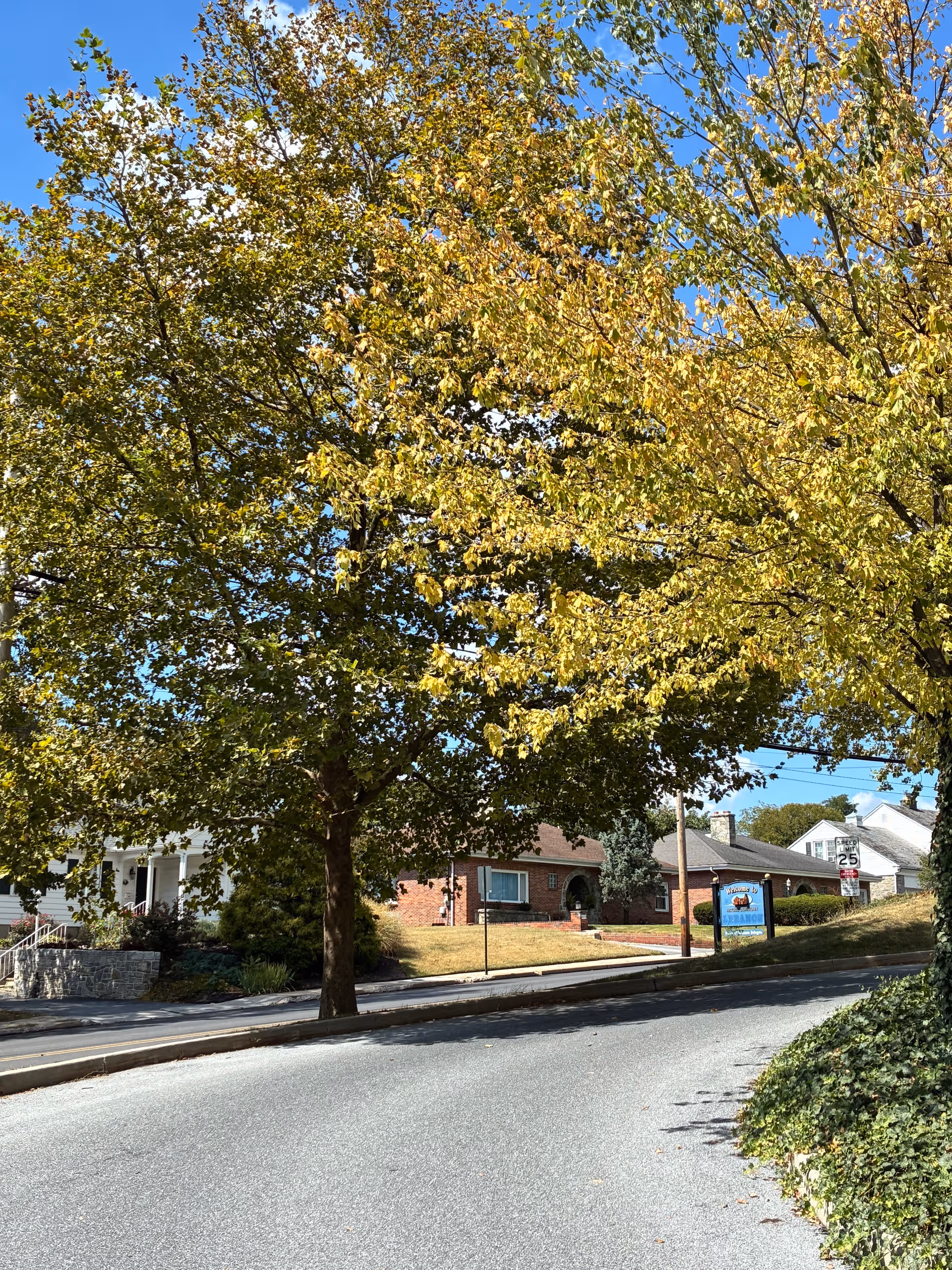 Tree-lined street with brick building and blue sign along the curb.