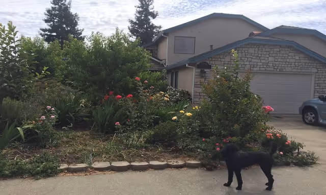 A residential front yard with flowering garden, stone facade, and a black dog on the driveway.