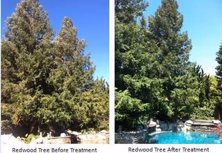 Two panels show a redwood tree before and after treatment.