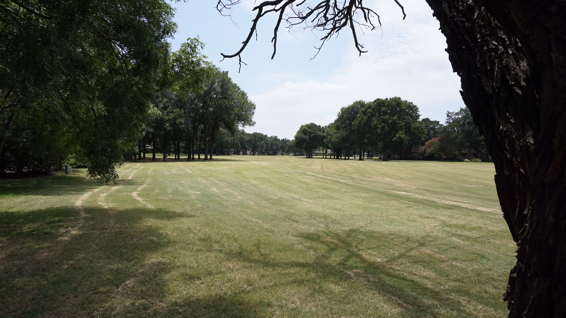 Sunlit grassy field with scattered trees and a large tree trunk framing the right.
