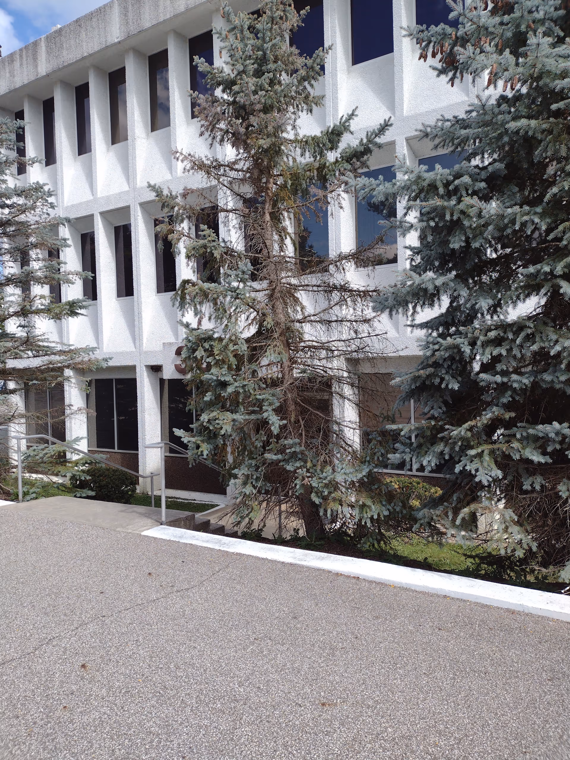 White multi-story building with square windows and evergreen trees along a concrete walkway.