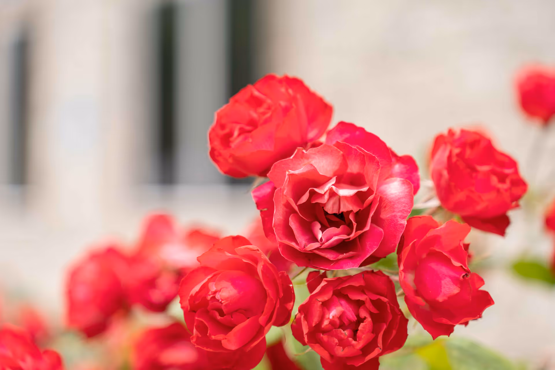 Close-up of vibrant red roses in bloom with a blurred background.