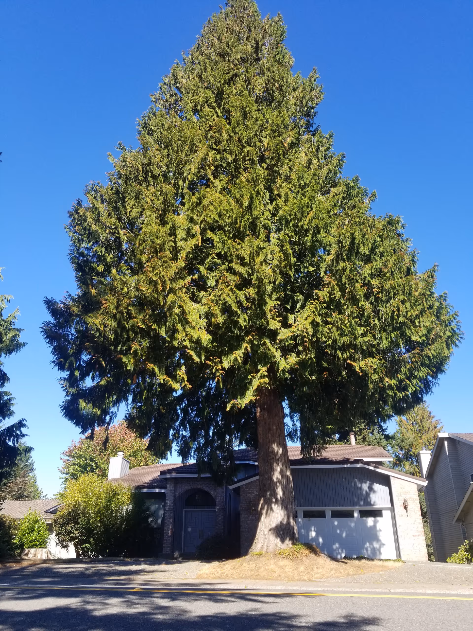 Tall evergreen tree dominates the front yard of a suburban house.