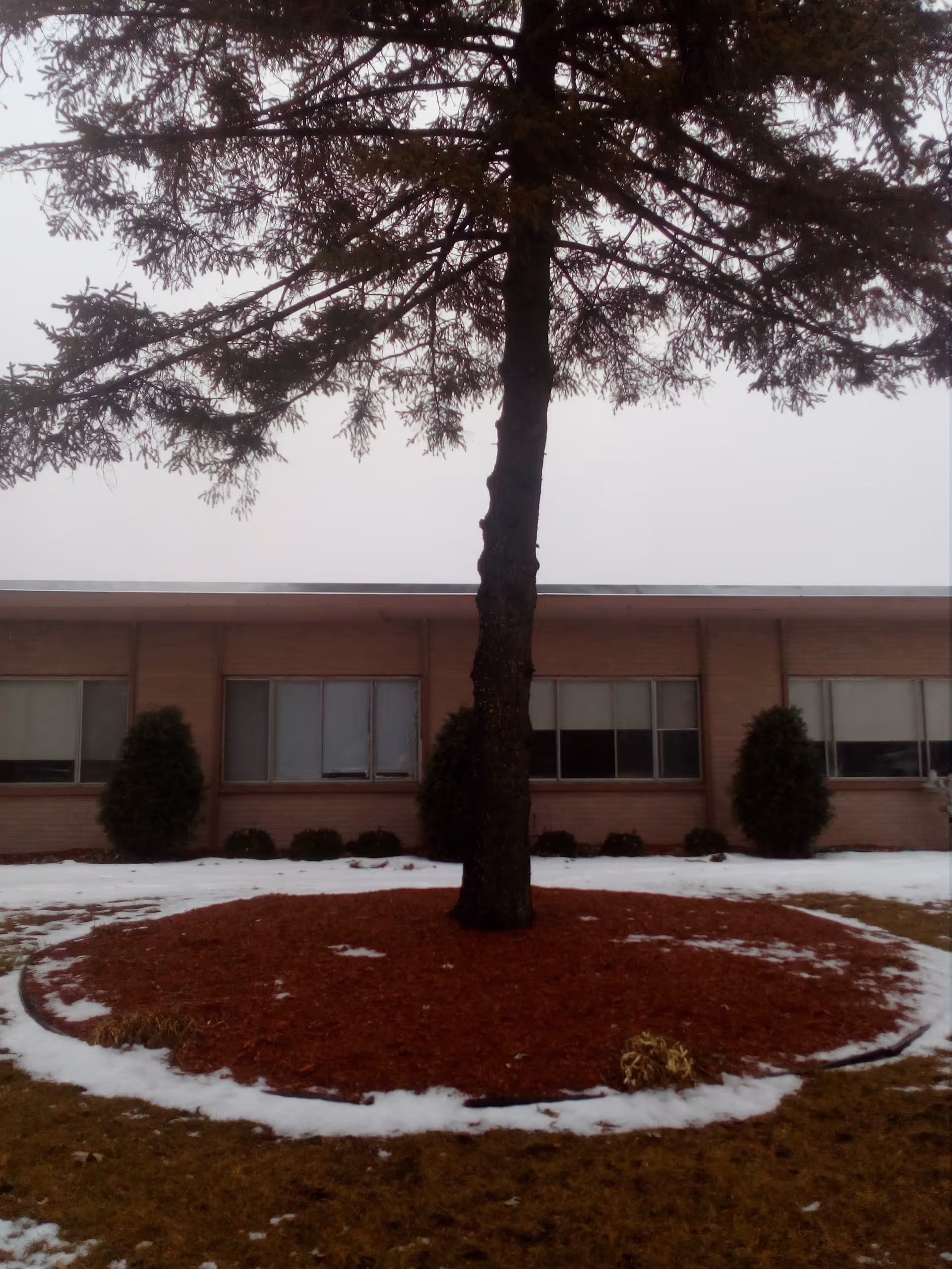 Outdoor view of a tree in a circular mulch bed in front of a brick building