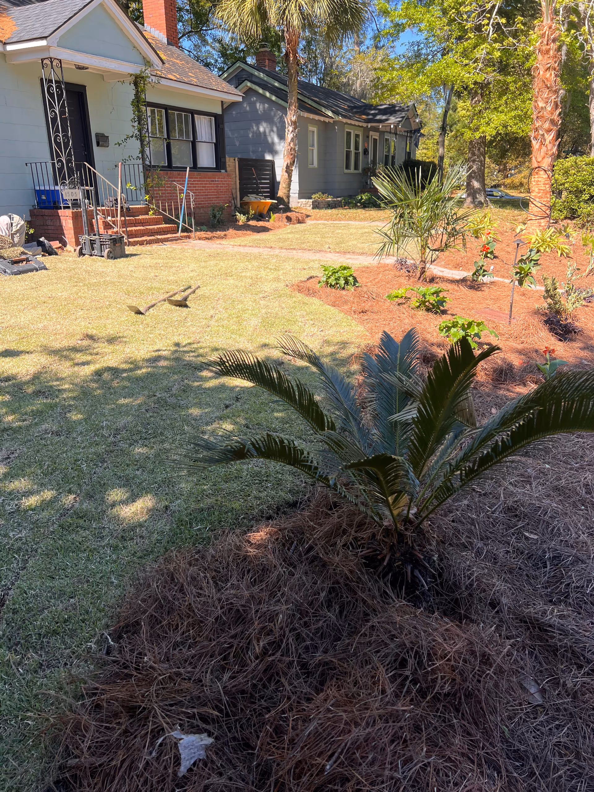 Front yard of a small senior home with palm trees and landscaping.